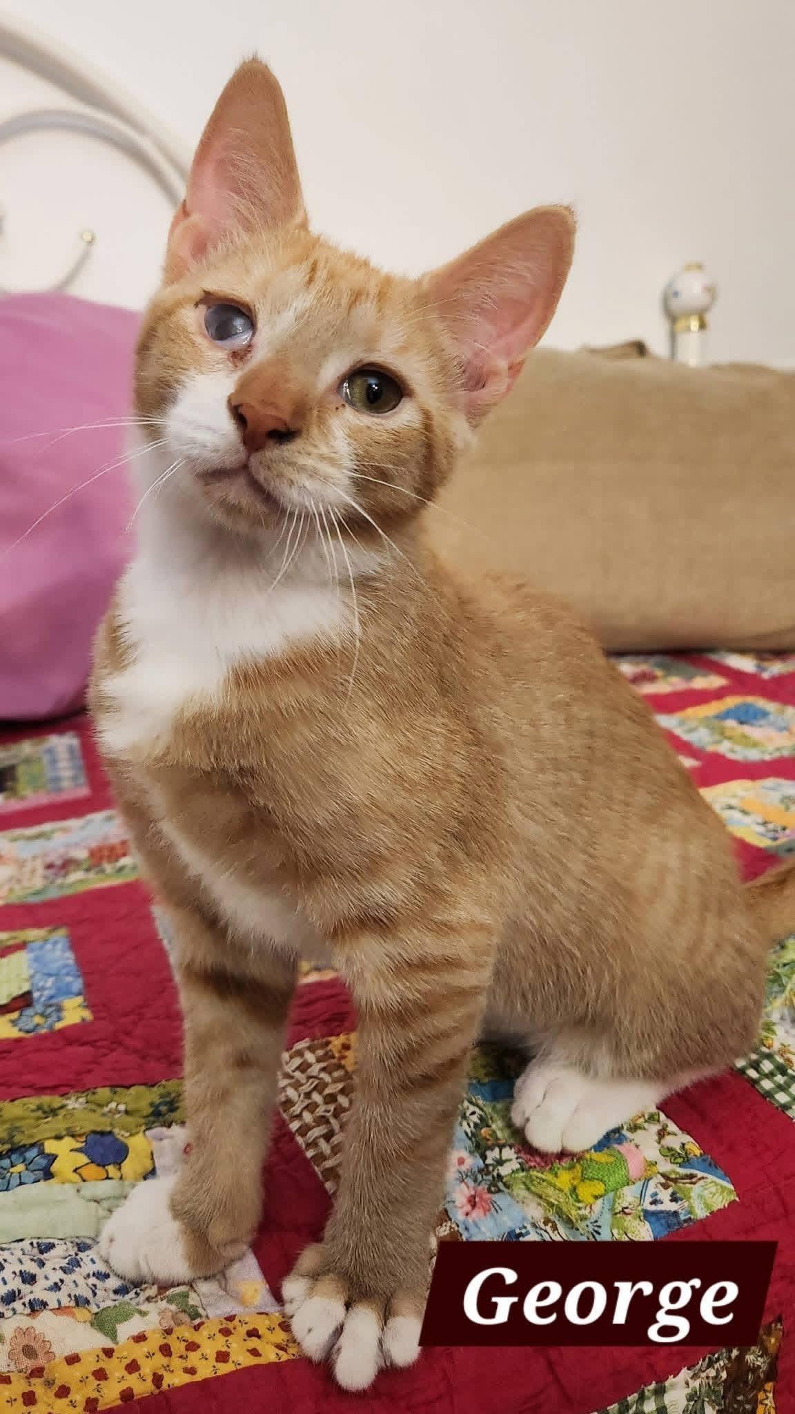 FRED & GEORGE, adopted, Kitten Male Domestic Short Hair.