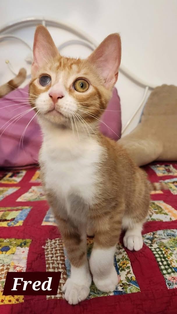 Enlarge FRED & GEORGE, an adopted Domestic Short Hair in Schnecksville, PA image 2/2
