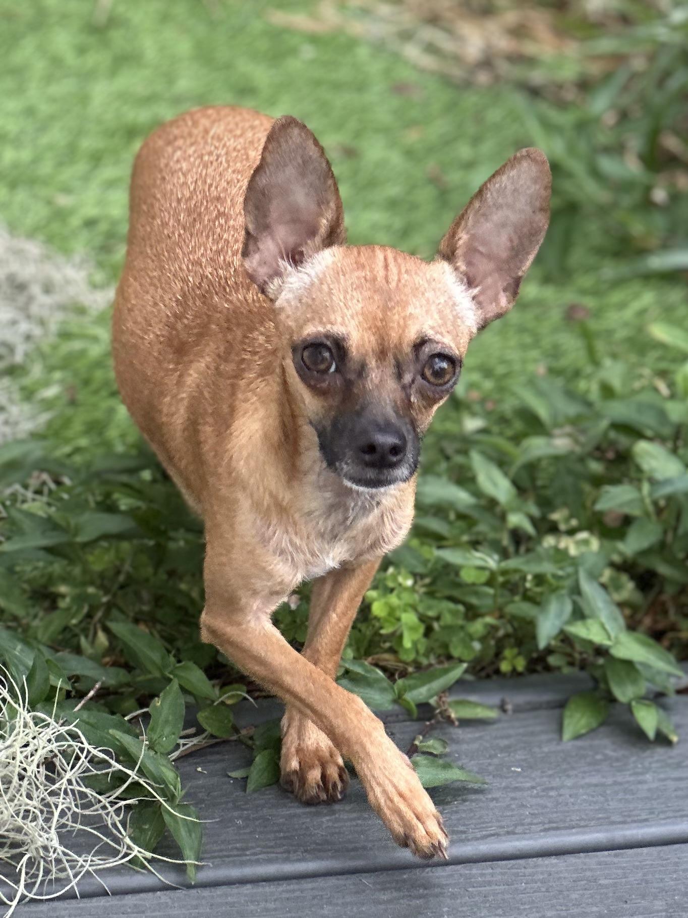 Enlarge Rosita, a Adoptable Chihuahua in Orlando, FL image 3/5