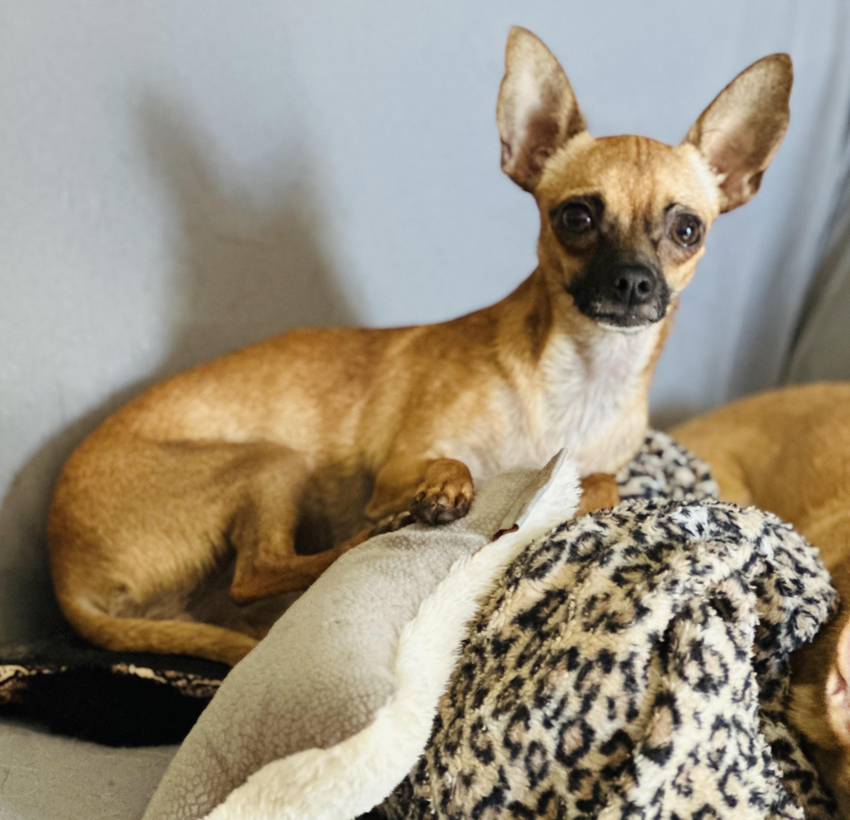 Enlarge Rosita, a Adoptable Chihuahua in Orlando, FL image 2/5