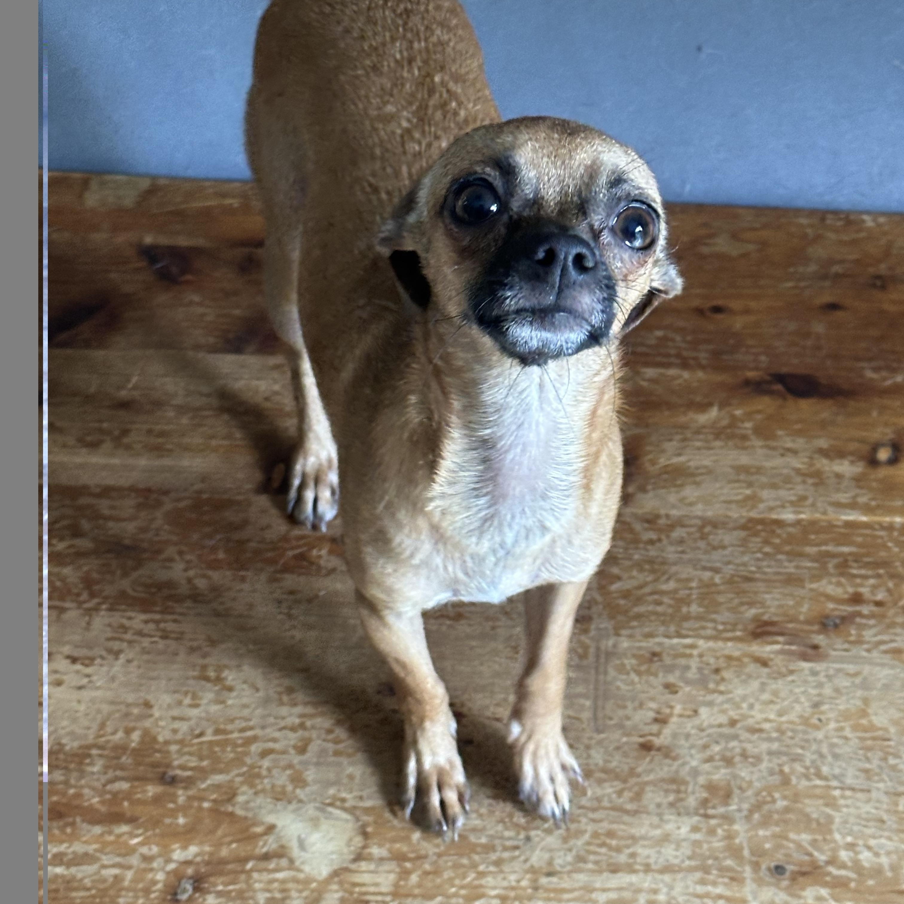Enlarge Rosita, a Adoptable Chihuahua in Orlando, FL image 5/5