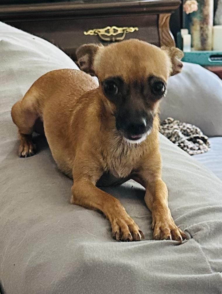 Enlarge Rosita, a Adoptable Chihuahua in Orlando, FL image 1/5