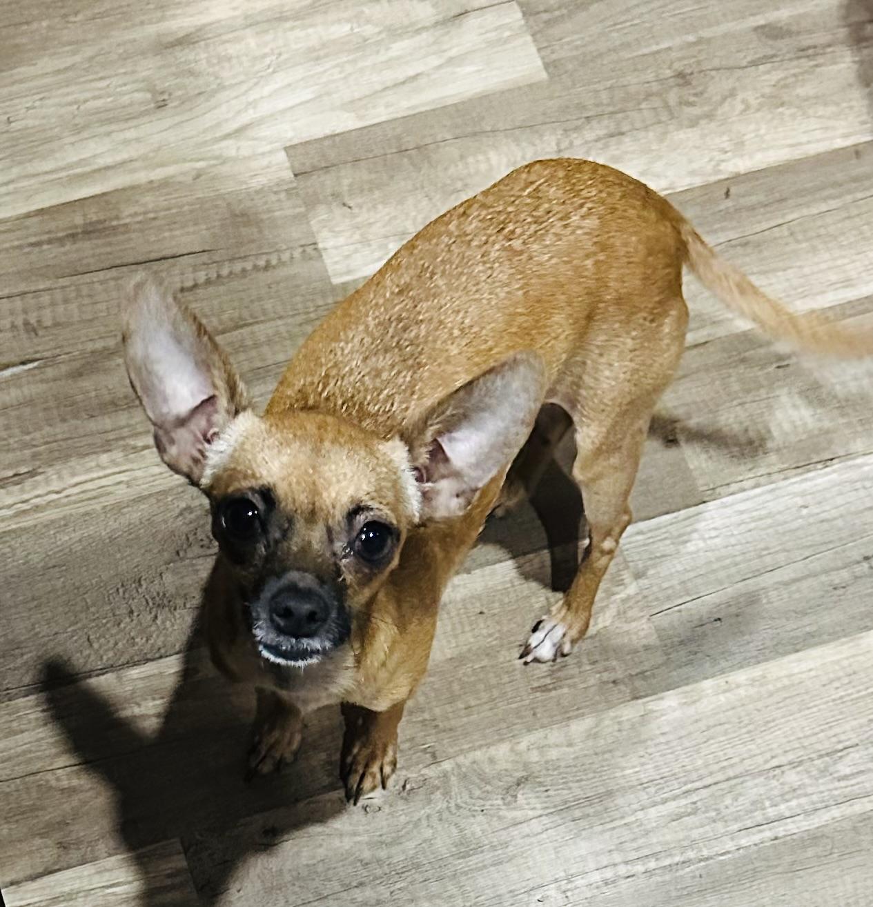 Enlarge Rosita, a Adoptable Chihuahua in Orlando, FL image 4/5