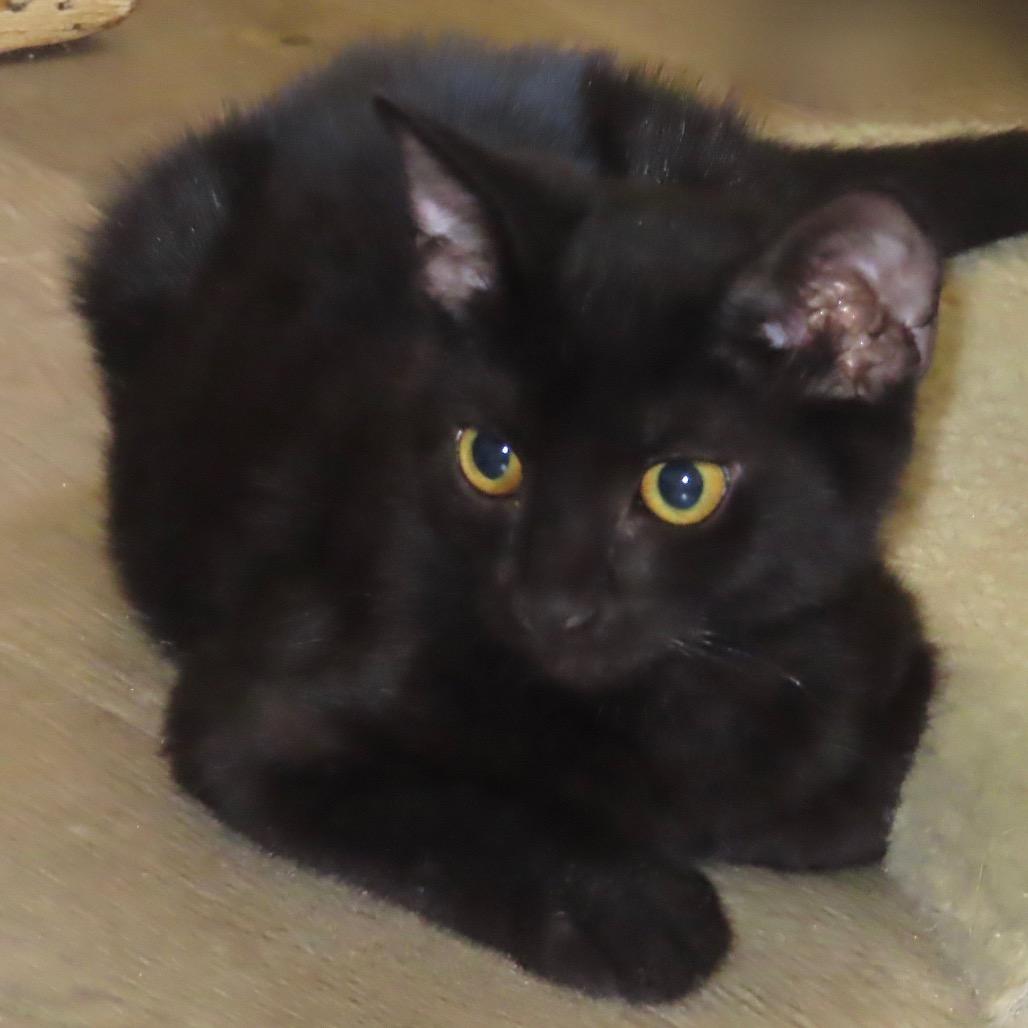 Sidney, Adoptable, Young Male American Shorthair.