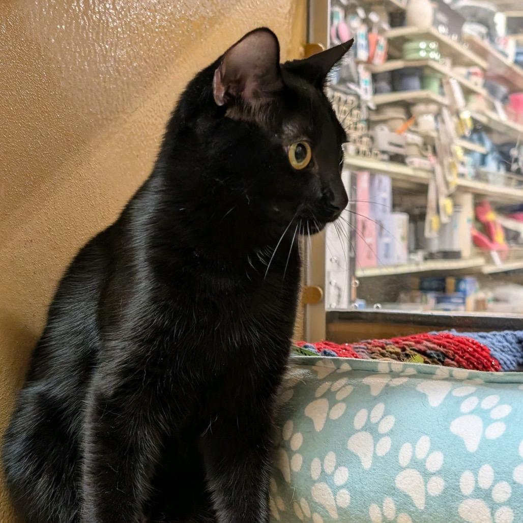 Enlarge Sidney, a Adoptable American Shorthair in Hemet, CA image 2/5