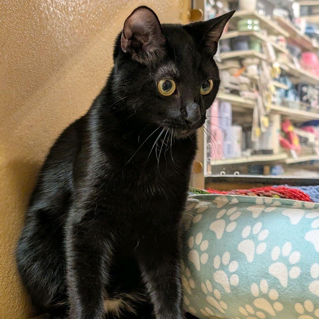 Enlarge Sidney, a Adoptable American Shorthair in Hemet, CA image 5/5