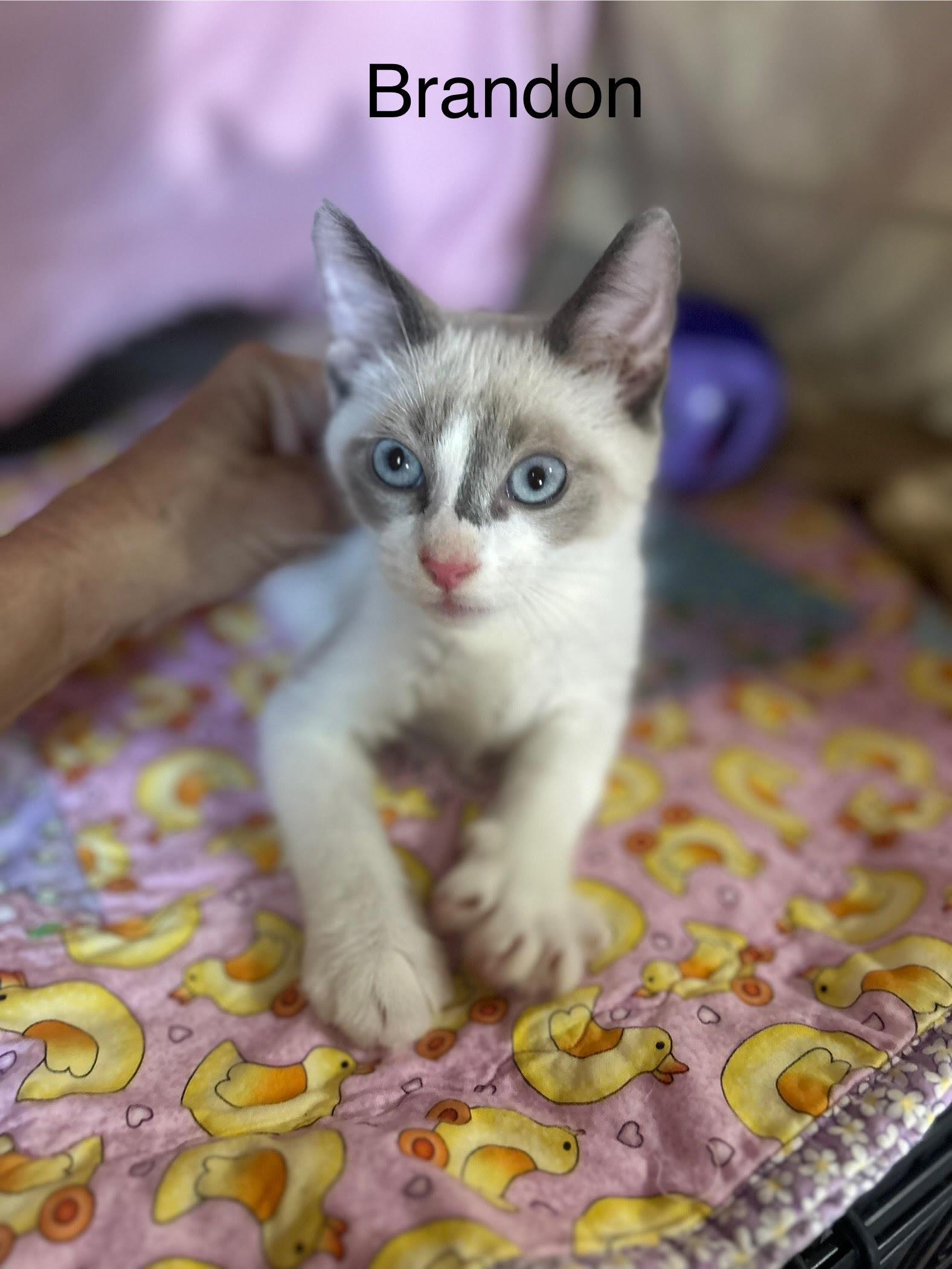 Brendon, Baby Male Domestic Short Hair