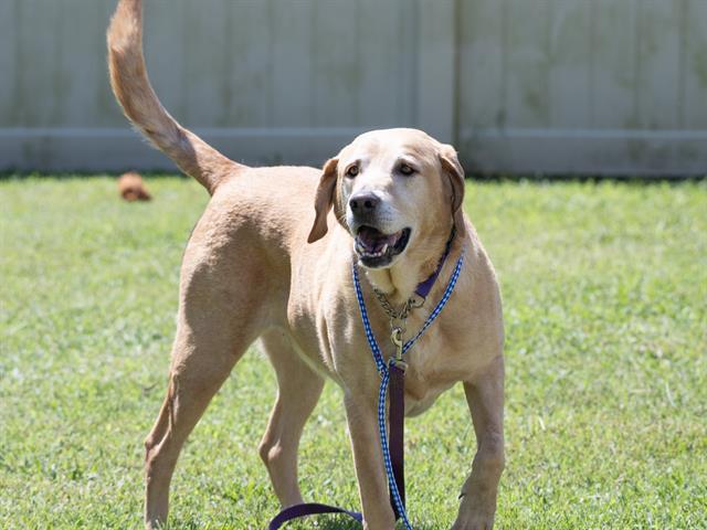 KENNY, Adoptable, Adult Male Golden Retriever.