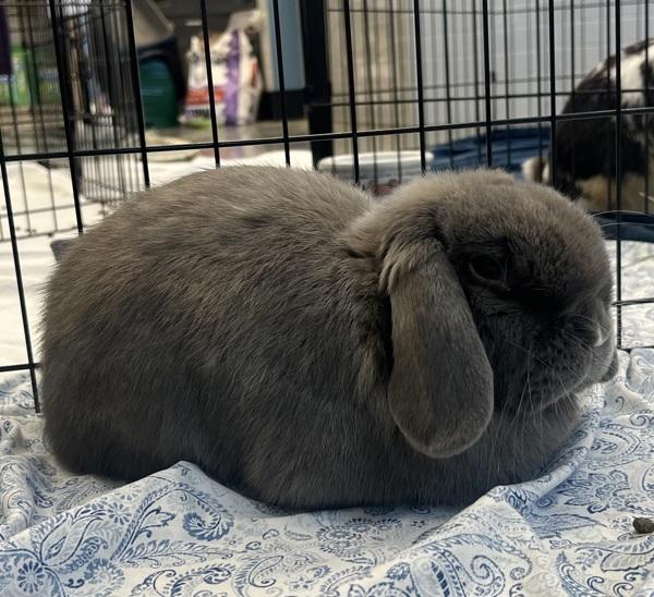 Iris, Adoptable, Adult Female Lop Eared.