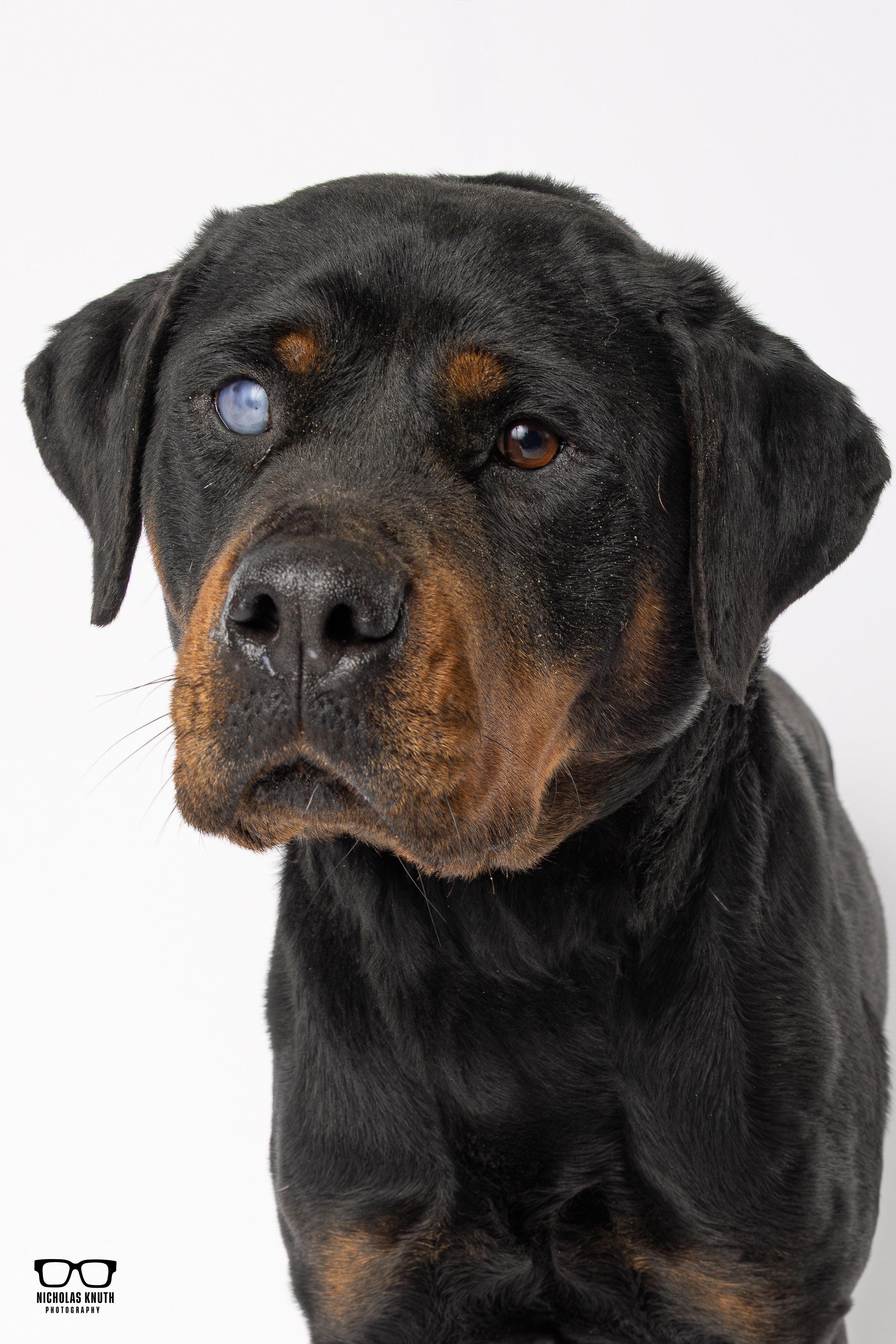 Enlarge Memphis, a ADOPTABLE Rottweiler in Palatine, IL image 2/6