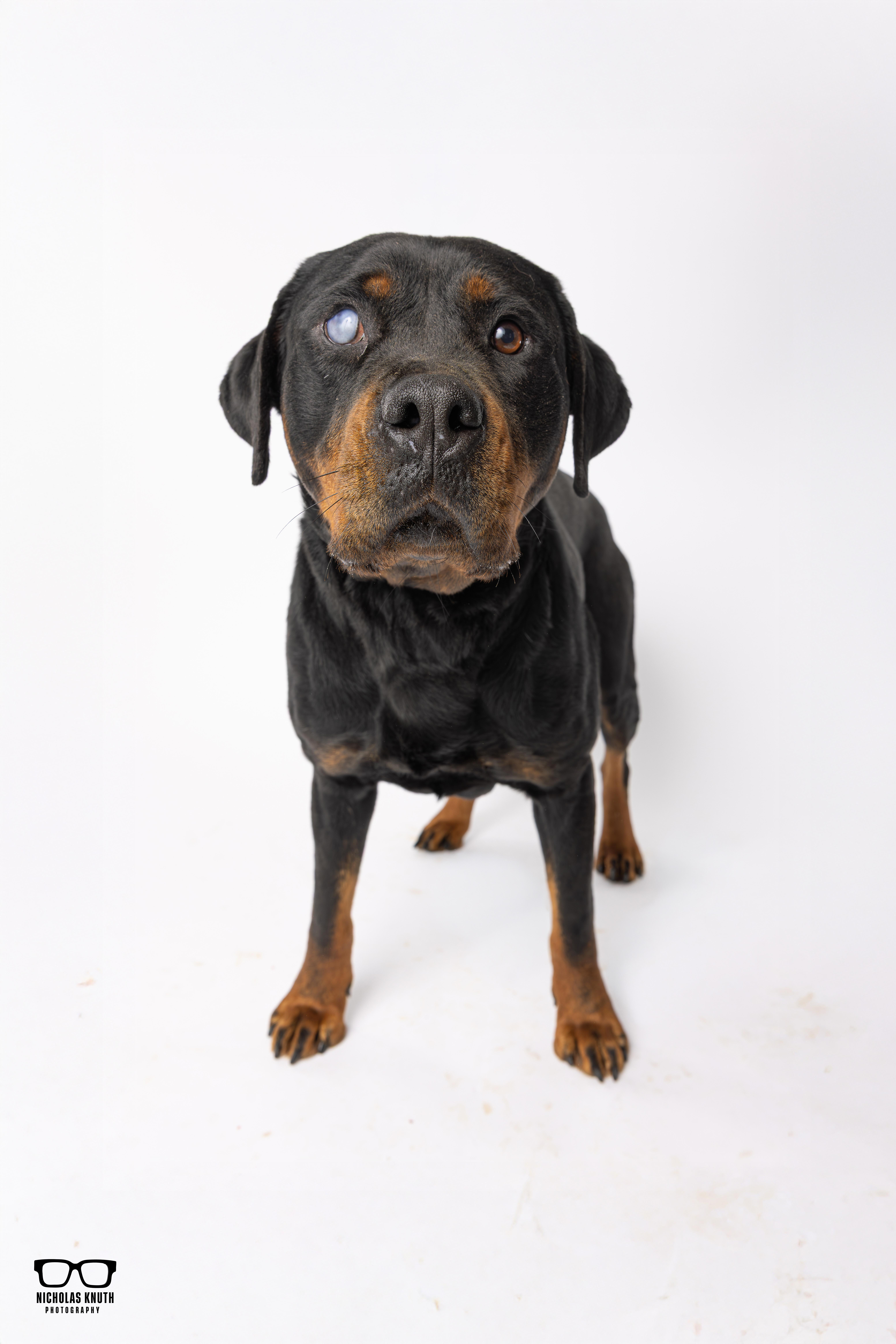 Enlarge Memphis, a ADOPTABLE Rottweiler in Palatine, IL image 6/6