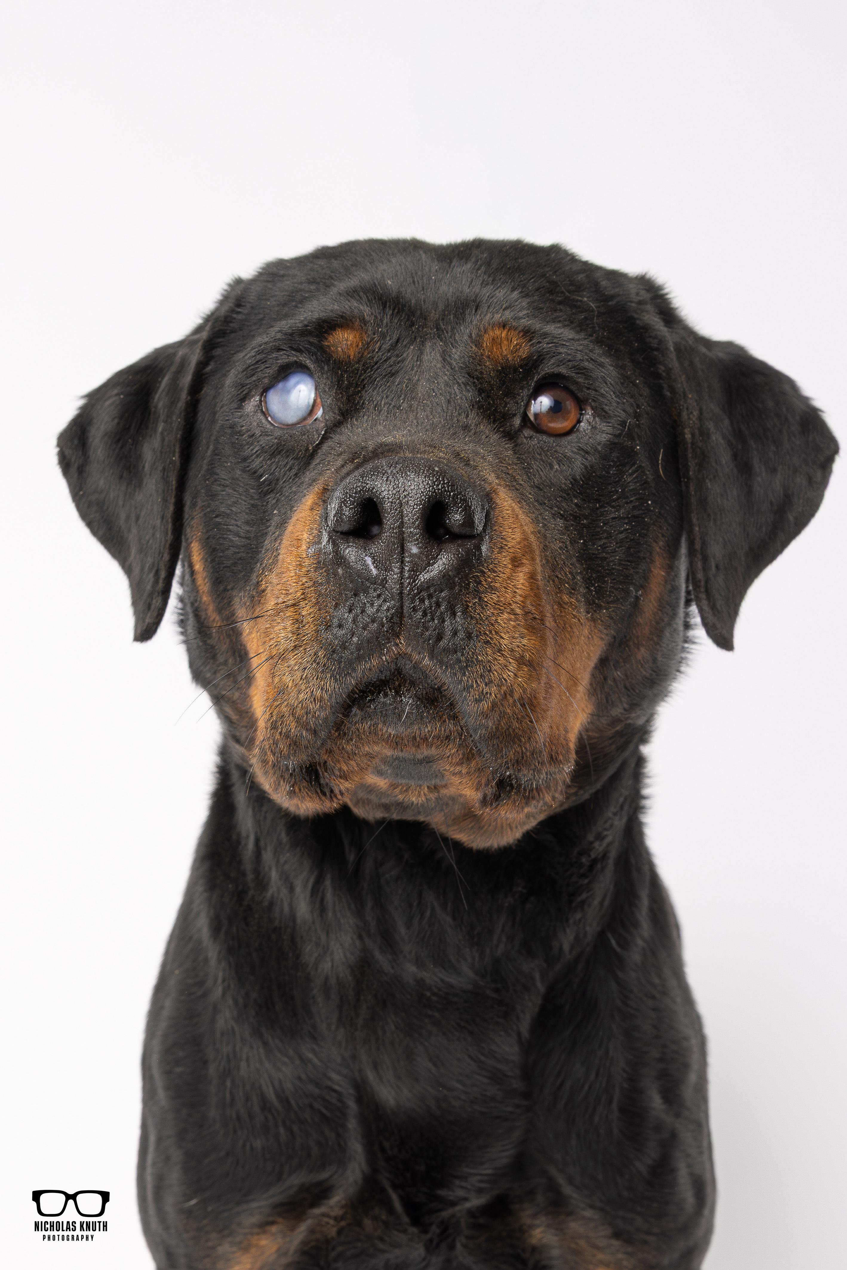 Enlarge Memphis, a ADOPTABLE Rottweiler in Palatine, IL image 1/6