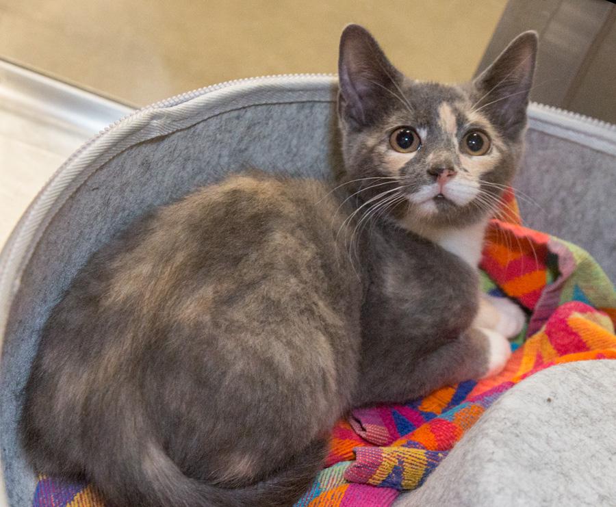 Kanga, a Adoptable Domestic Short Hair in Paramus, NJ image 1/2