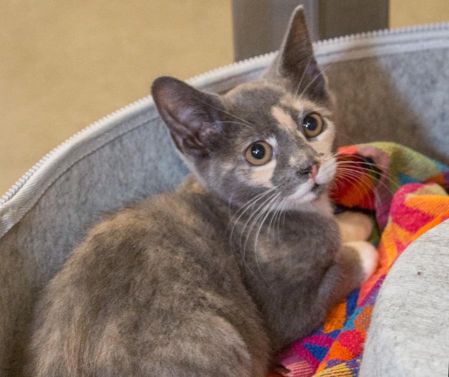 Kanga, a Adoptable Domestic Short Hair in Paramus, NJ image 2/2