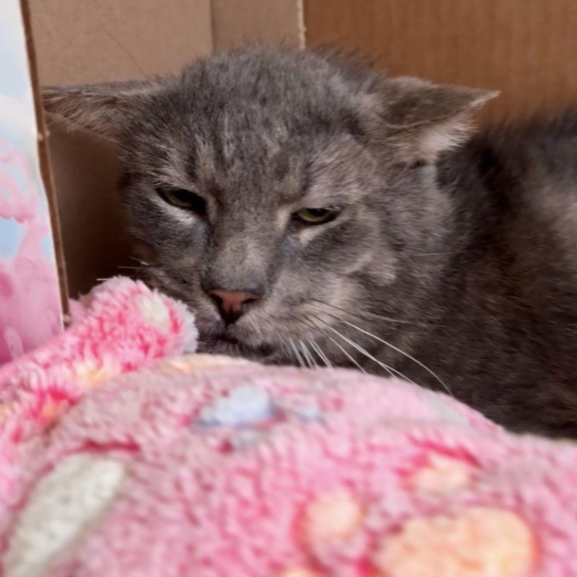 Benji — thumbnail 2