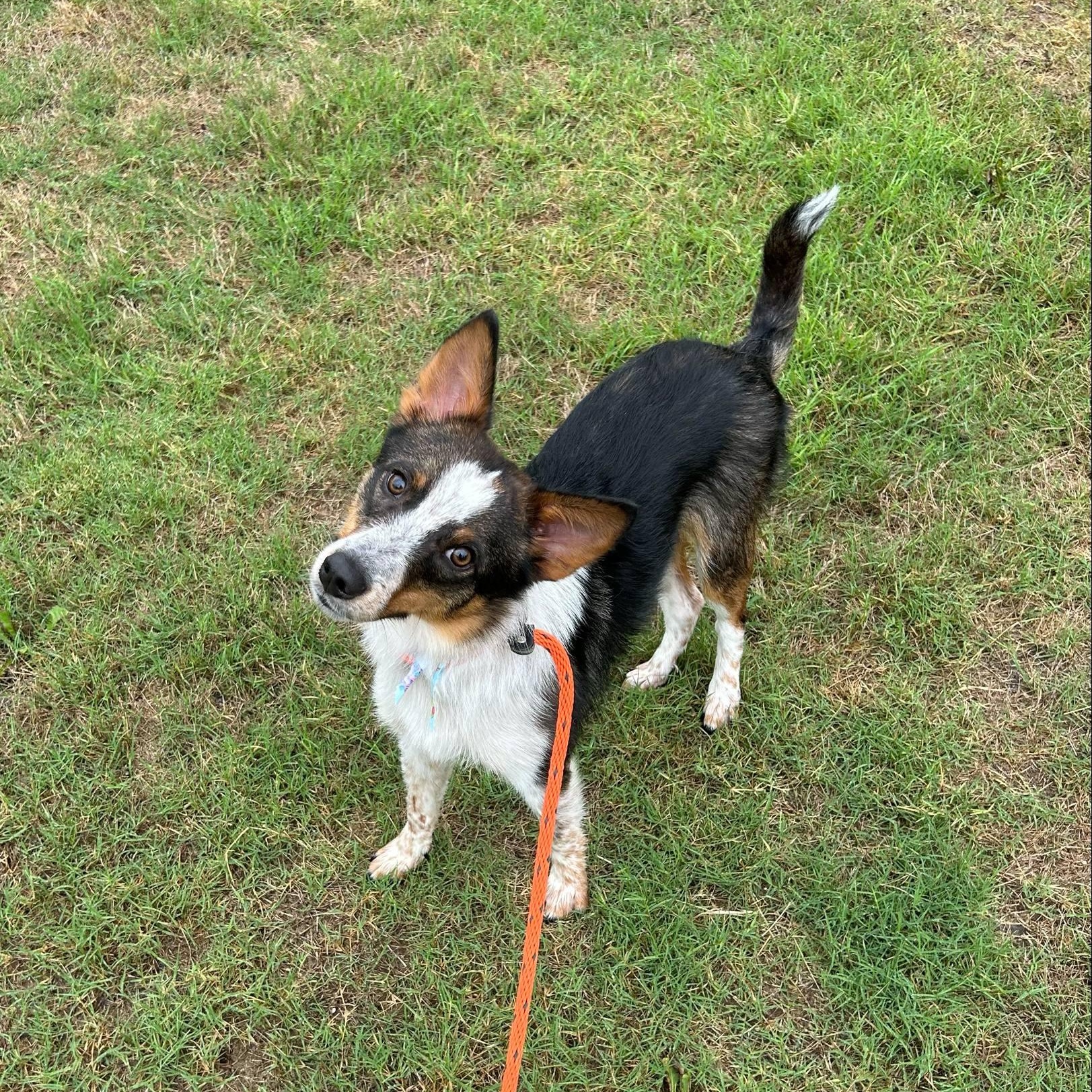 TALTY, a Adoptable mixed breed in Heath, TX image 6/6