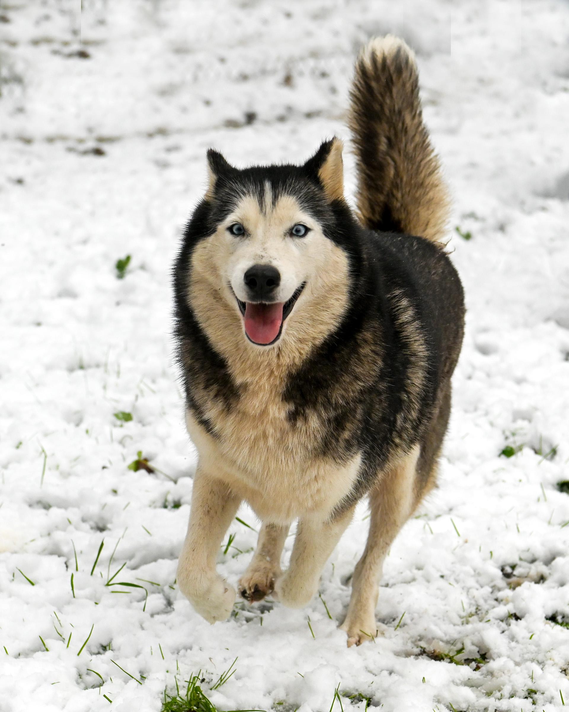 Silver, an adopted Siberian Husky in Petersburg, VA image 1/6