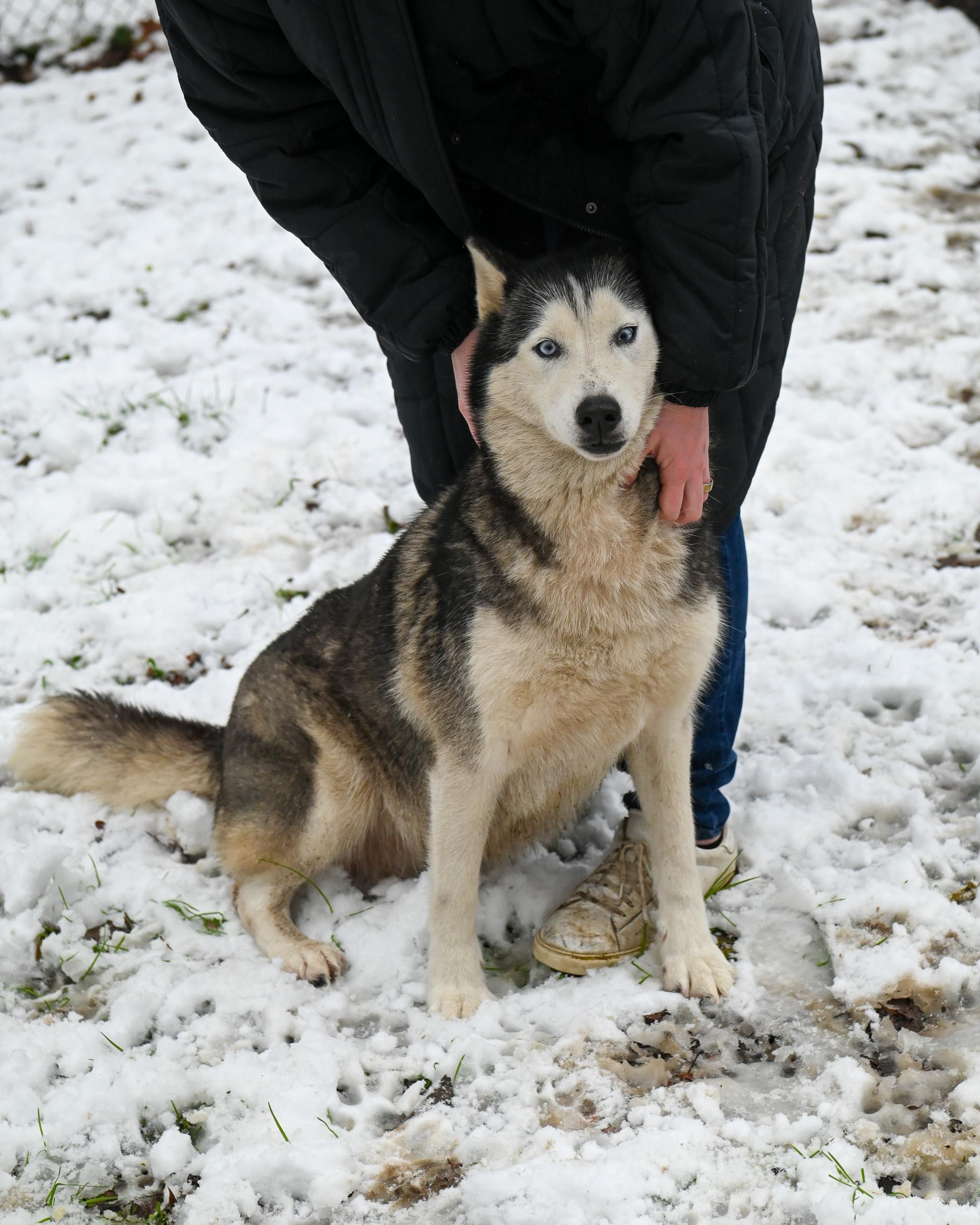 Silver, an adopted Siberian Husky in Petersburg, VA image 4/6
