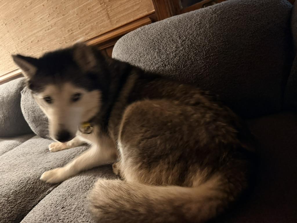 Silver, an adopted Siberian Husky in Petersburg, VA image 3/6