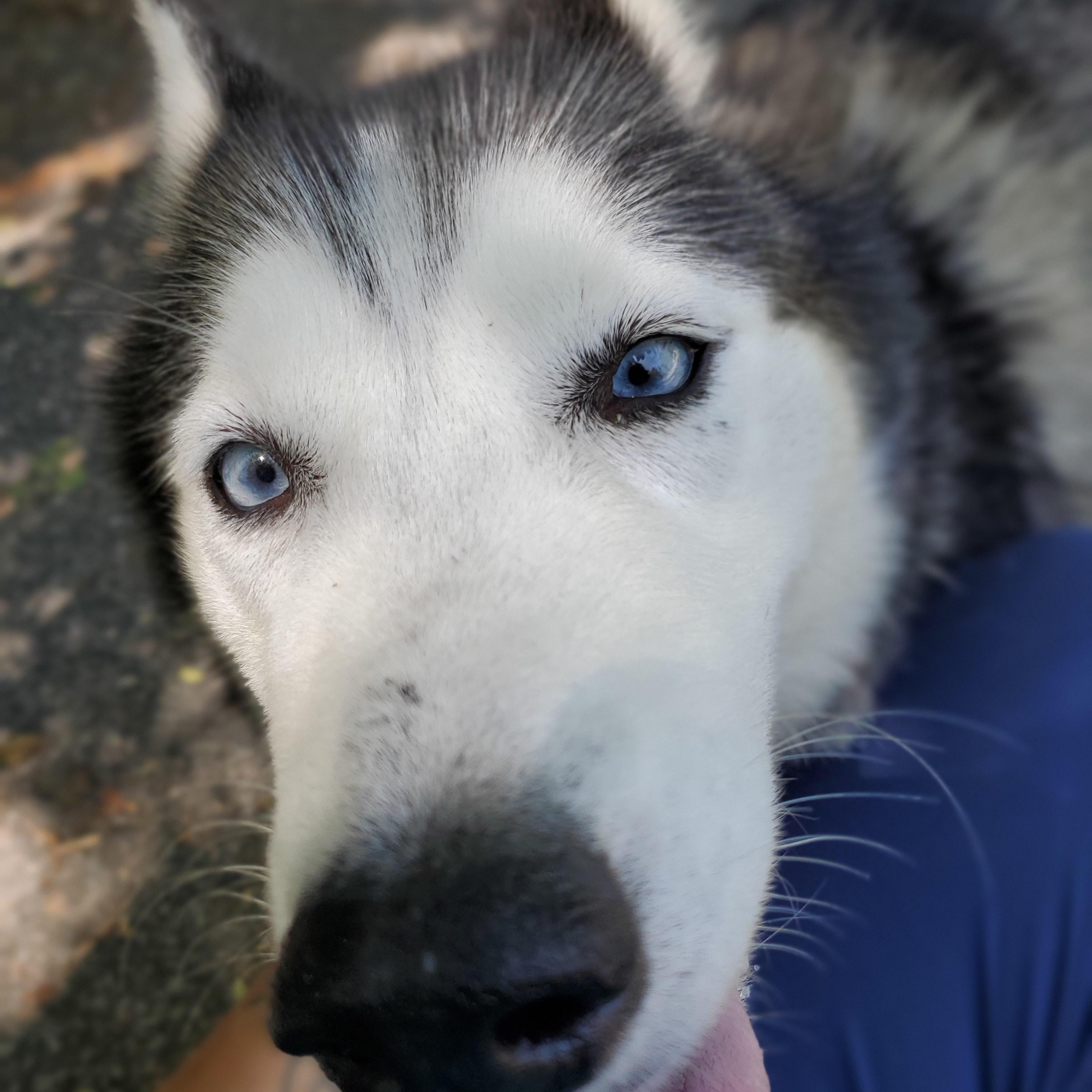 Silver, an adopted Siberian Husky in Petersburg, VA image 6/6