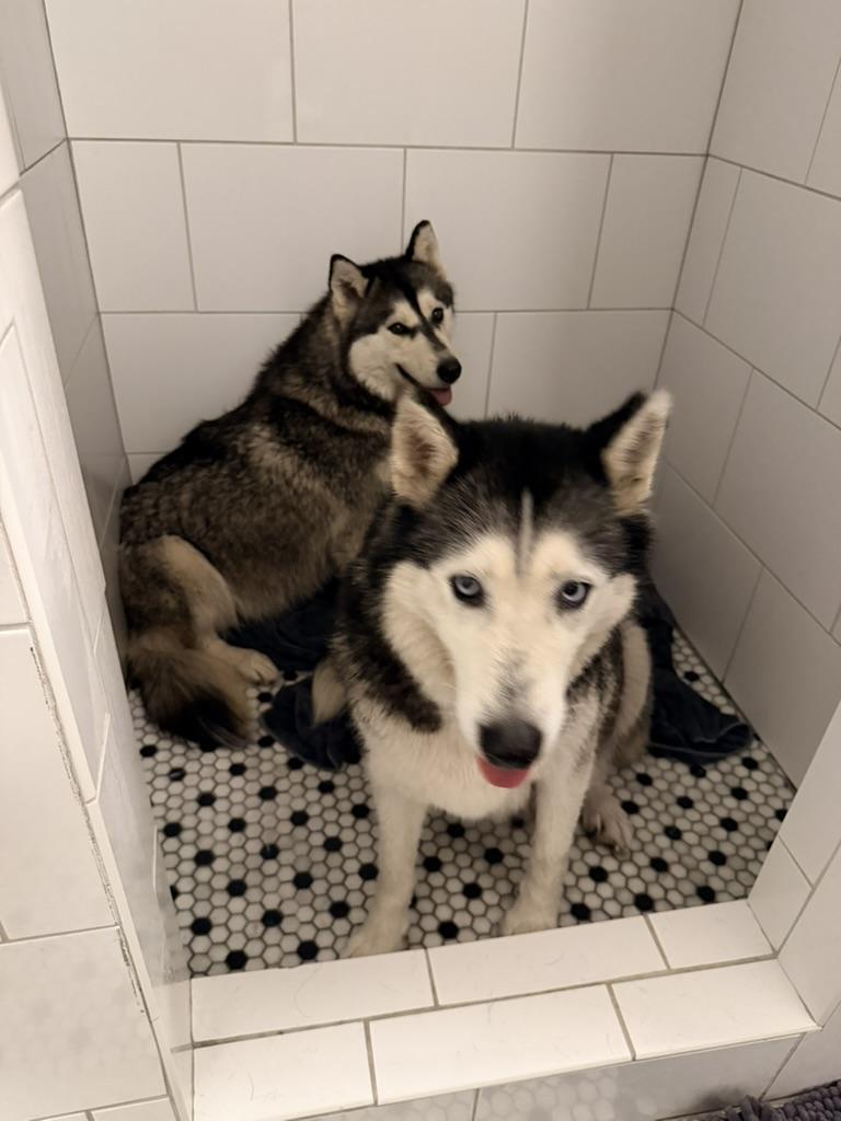 Silver, an adopted Siberian Husky in Petersburg, VA image 2/6