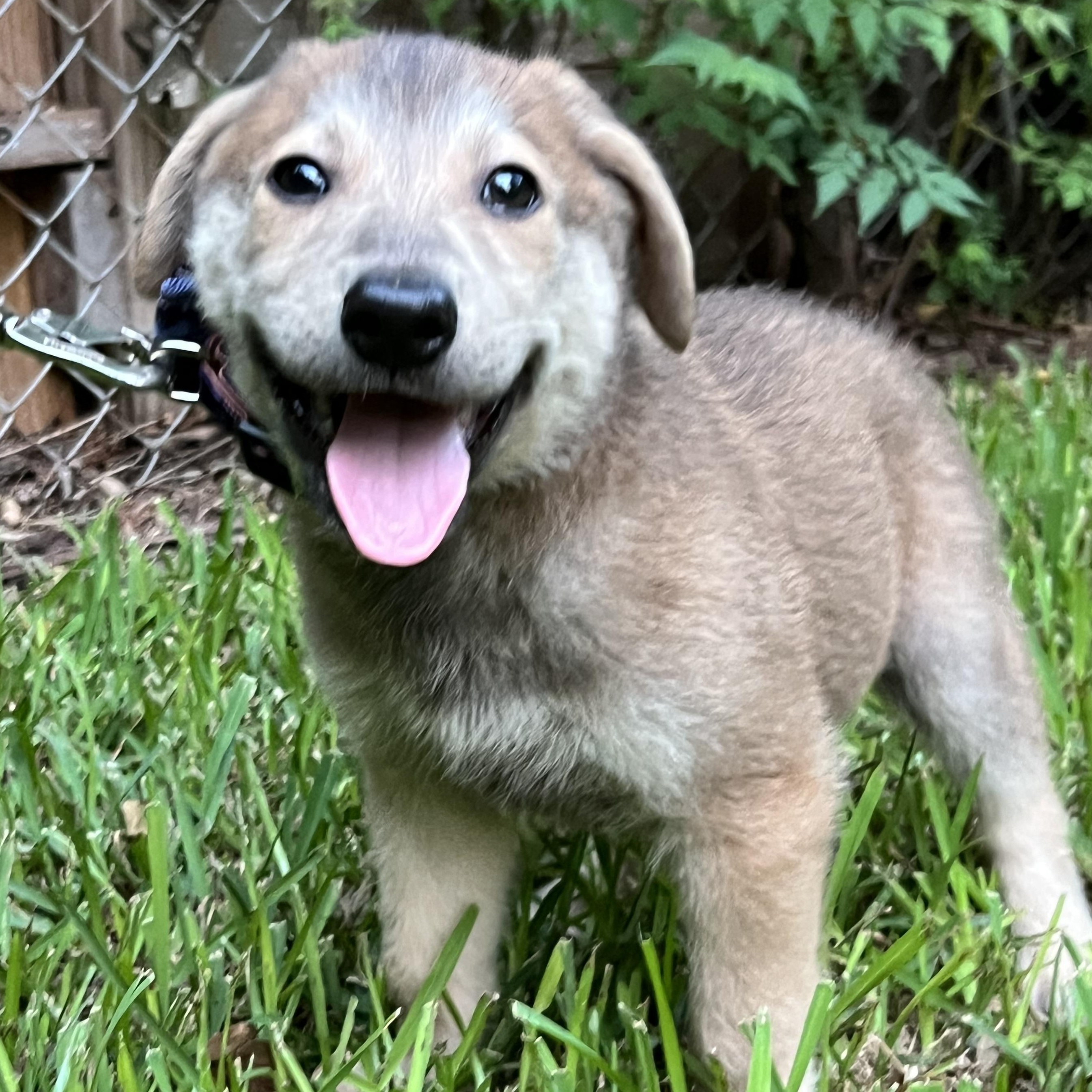 Enlarge Pluto, a Adoptable mixed breed in Bellaire, TX image 2/6