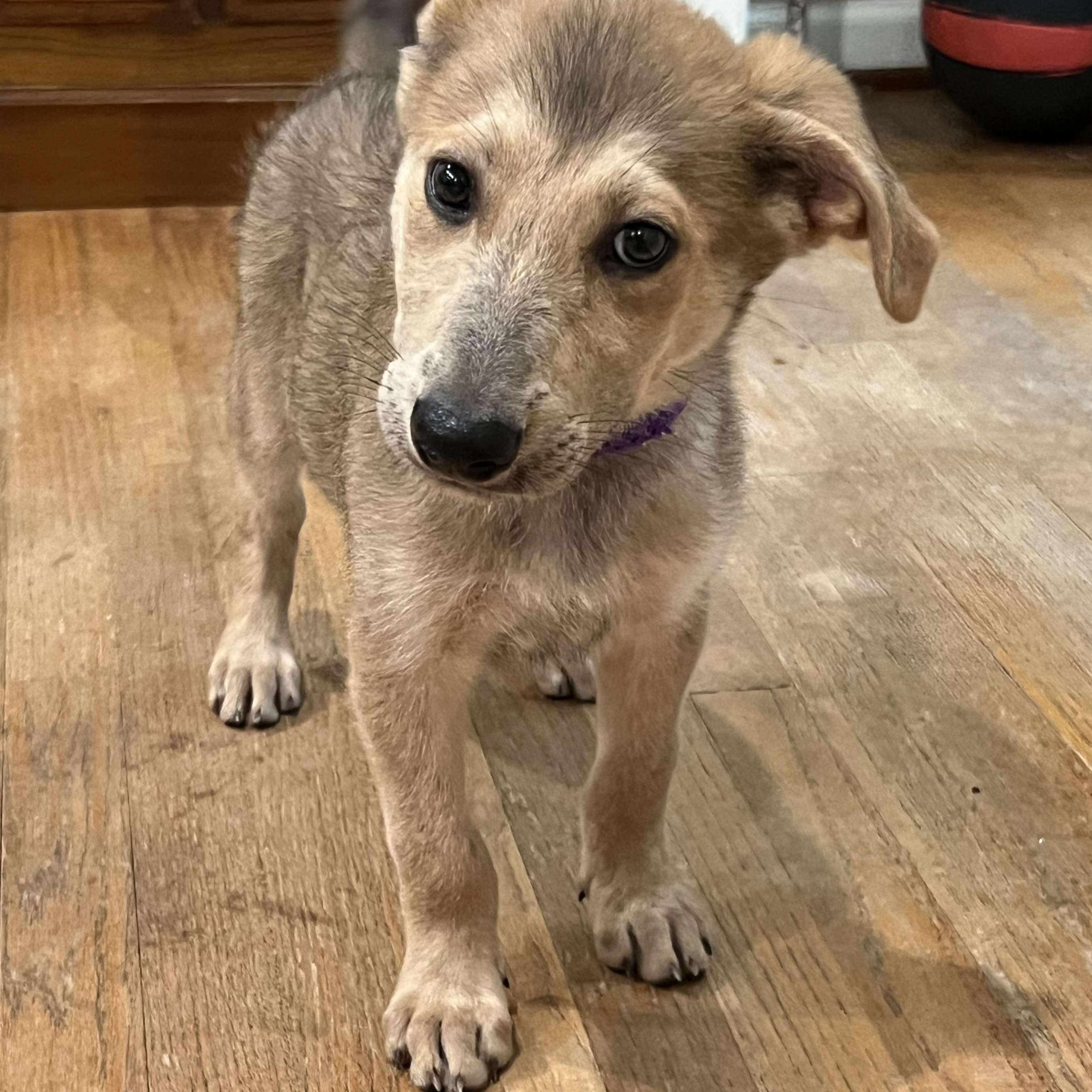 Enlarge Pluto, a Adoptable mixed breed in Bellaire, TX image 5/6