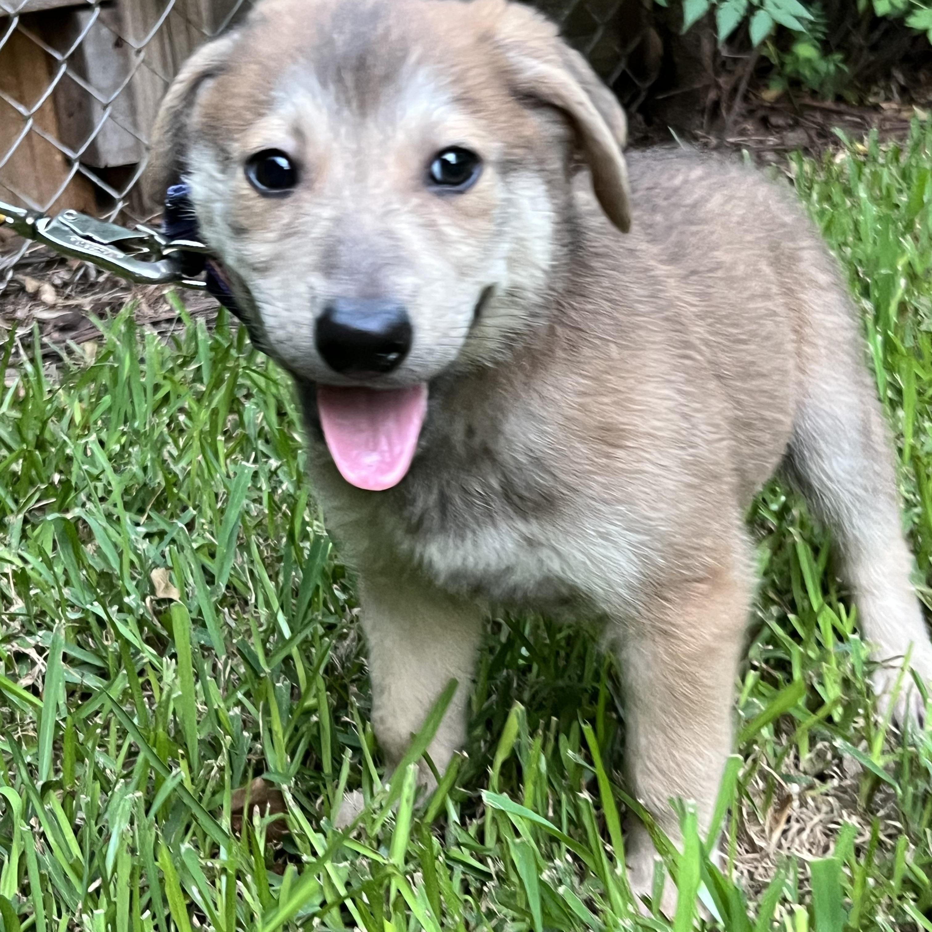Pluto, Adoptable, Puppy Male German Shepherd Dog.