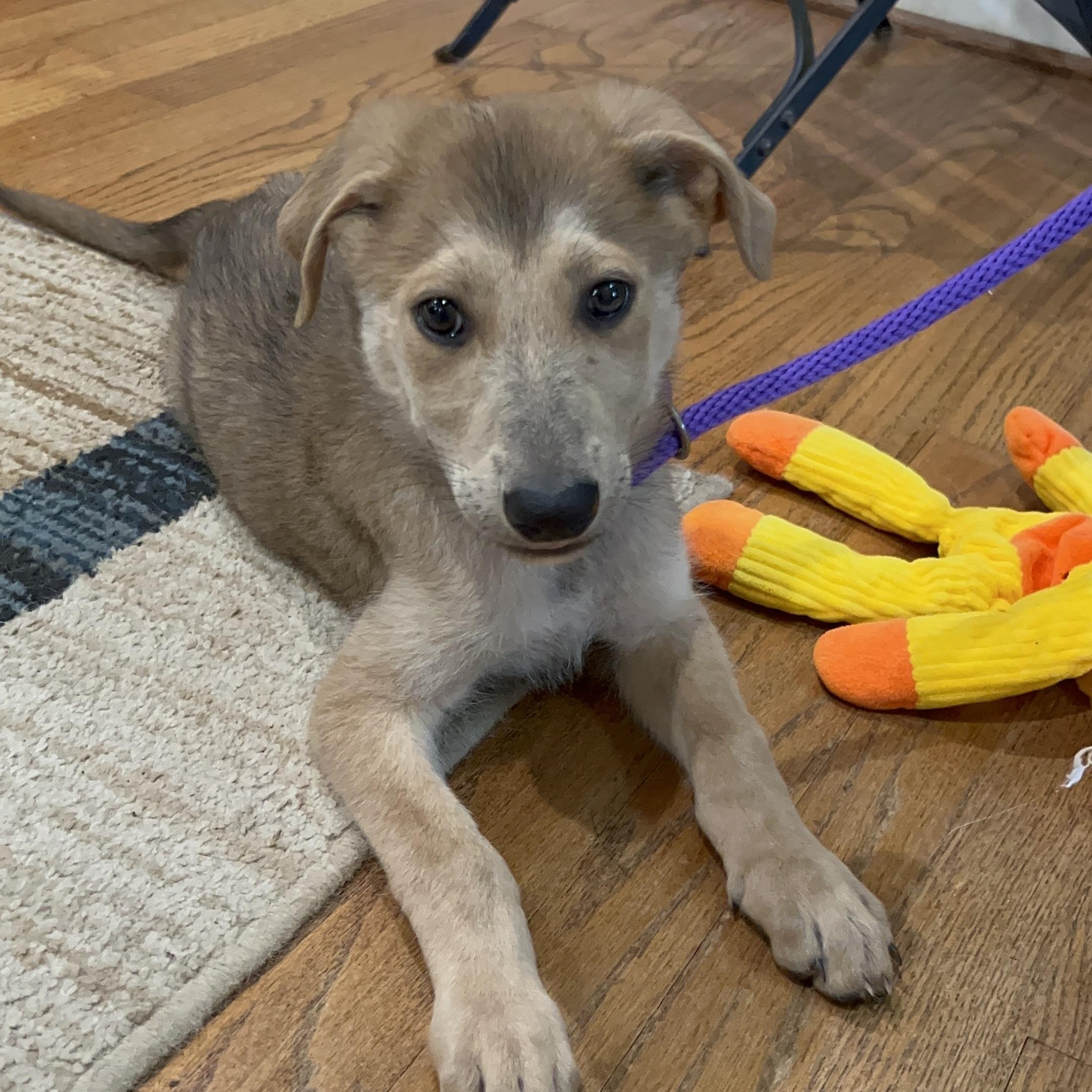 Enlarge Pluto, a Adoptable mixed breed in Bellaire, TX image 6/6