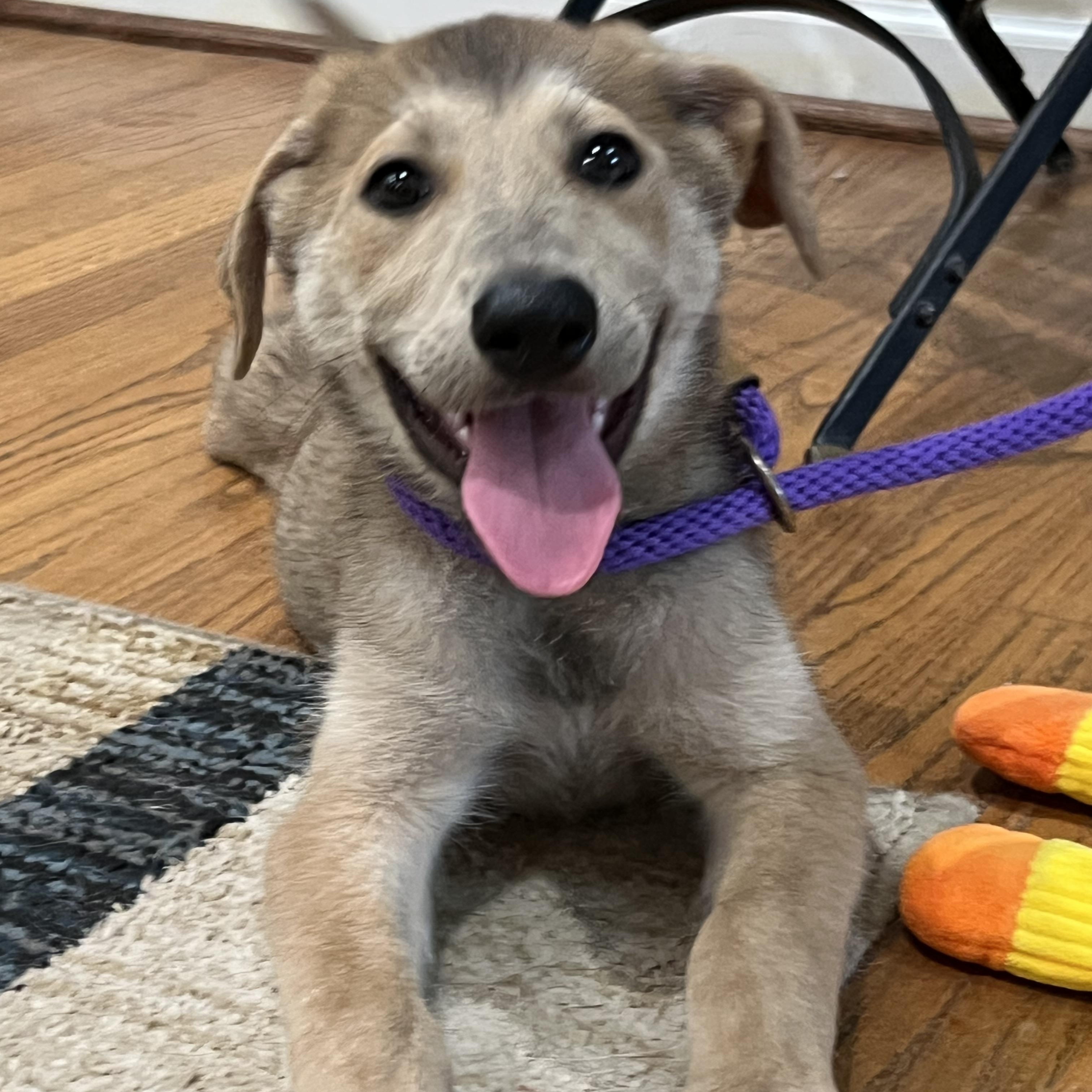 Enlarge Pluto, a Adoptable mixed breed in Bellaire, TX image 4/6