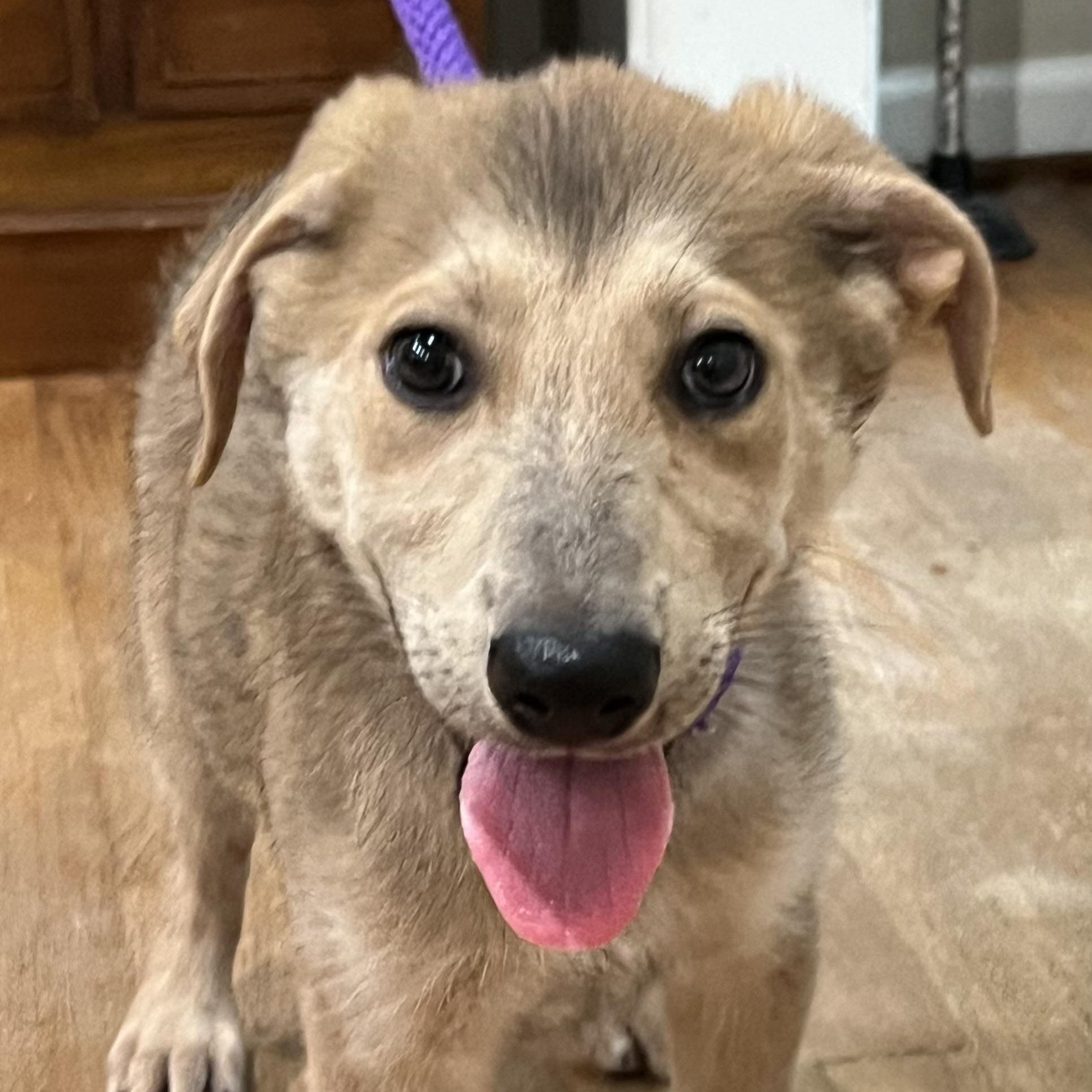 Enlarge Pluto, a Adoptable mixed breed in Bellaire, TX image 3/6