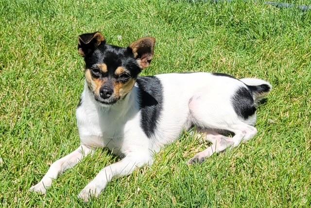 Lucy, an adoptable Miniature Pinscher, Chihuahua in Pasco, WA, 99301 | Photo Image 1