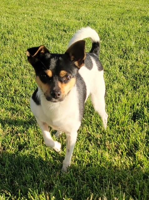 Lucy, an adoptable Miniature Pinscher, Chihuahua in Pasco, WA, 99301 | Photo Image 3