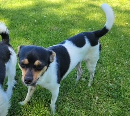 Lucy, an adoptable Miniature Pinscher, Chihuahua in Pasco, WA, 99301 | Photo Image 4