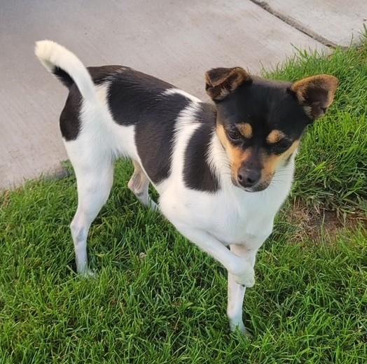 Lucy, an adoptable Miniature Pinscher, Chihuahua in Pasco, WA, 99301 | Photo Image 2