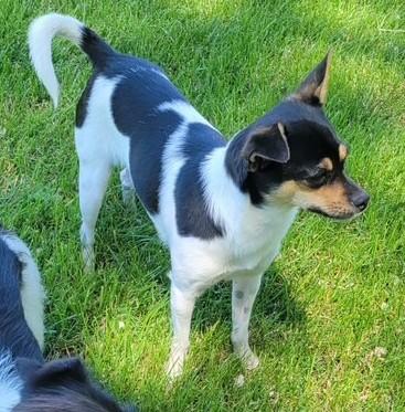 Lucy, an adoptable Miniature Pinscher, Chihuahua in Pasco, WA, 99301 | Photo Image 6