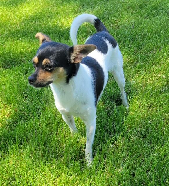 Lucy, an adoptable Miniature Pinscher, Chihuahua in Pasco, WA, 99301 | Photo Image 5