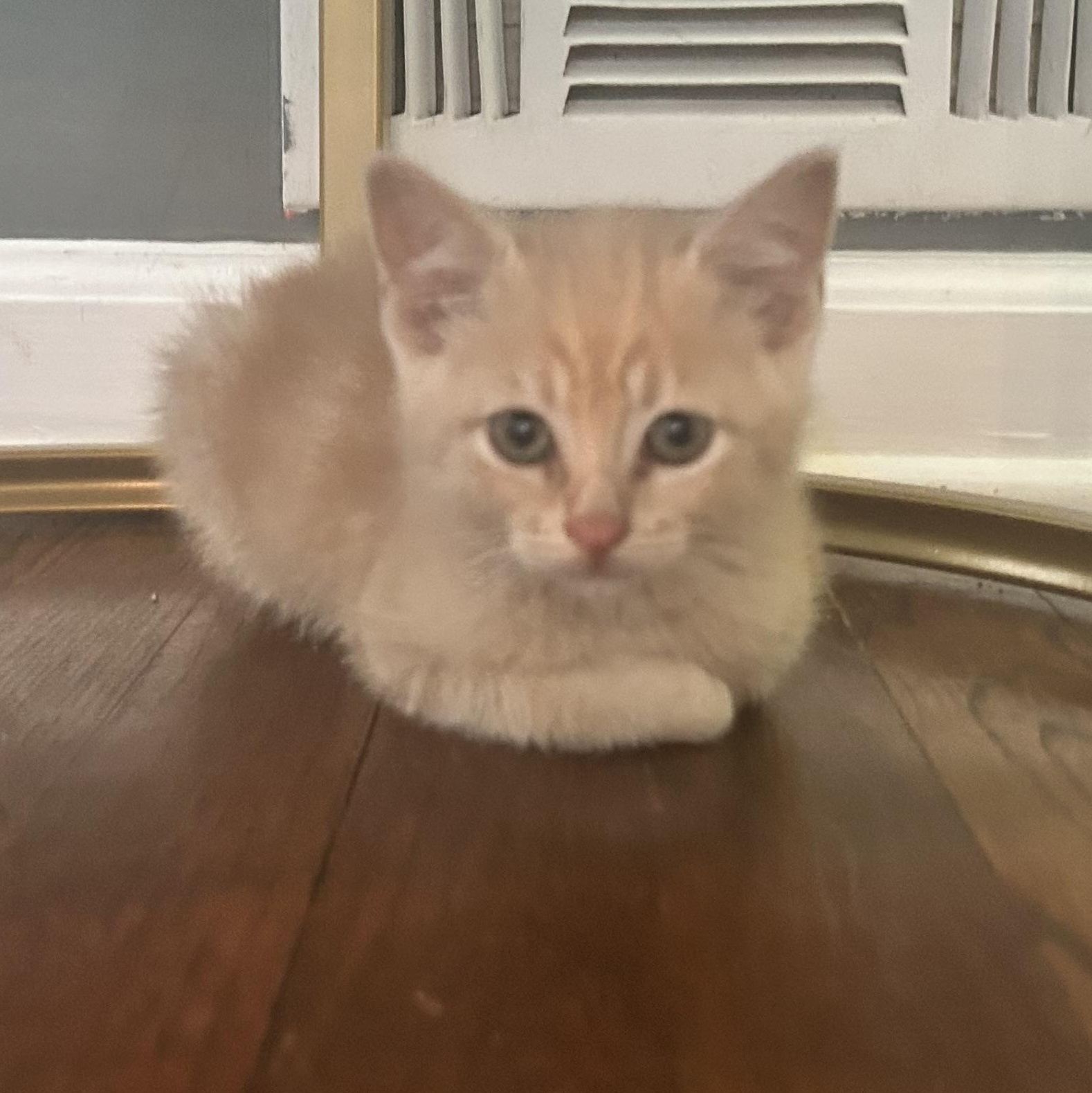 Enlarge Claude, a ADOPTABLE Manx in Lilburn, GA image 1/6