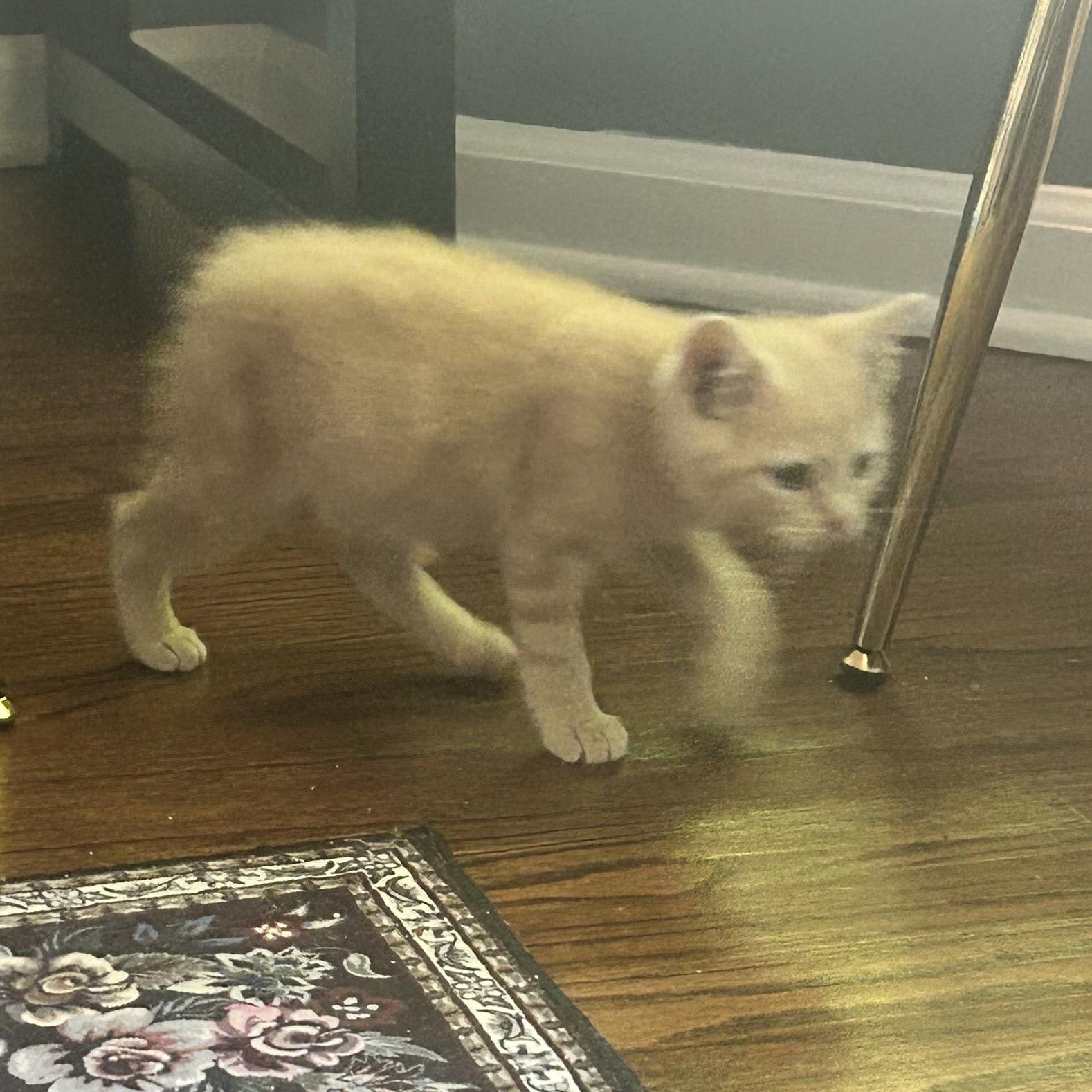 Enlarge Claude, a ADOPTABLE Manx in Lilburn, GA image 3/6