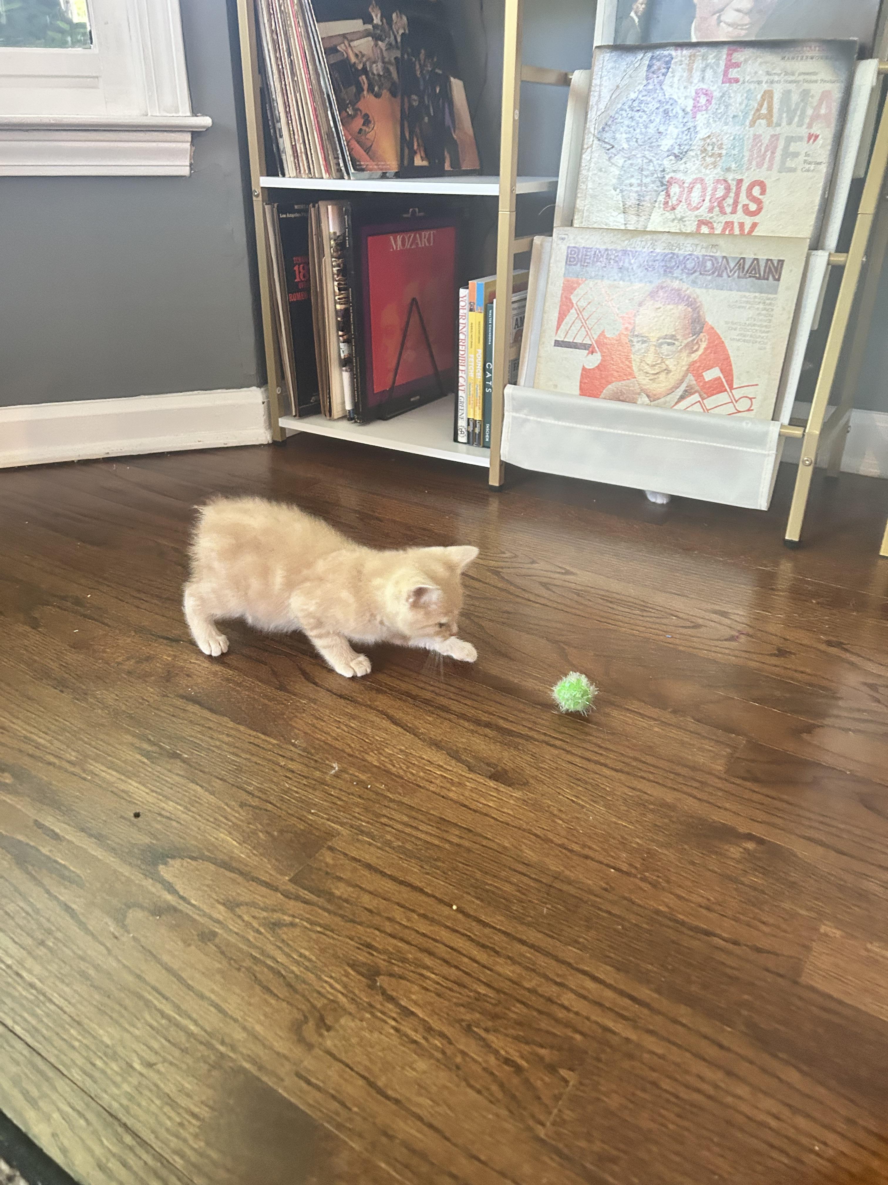 Enlarge Claude, a ADOPTABLE Manx in Lilburn, GA image 6/6