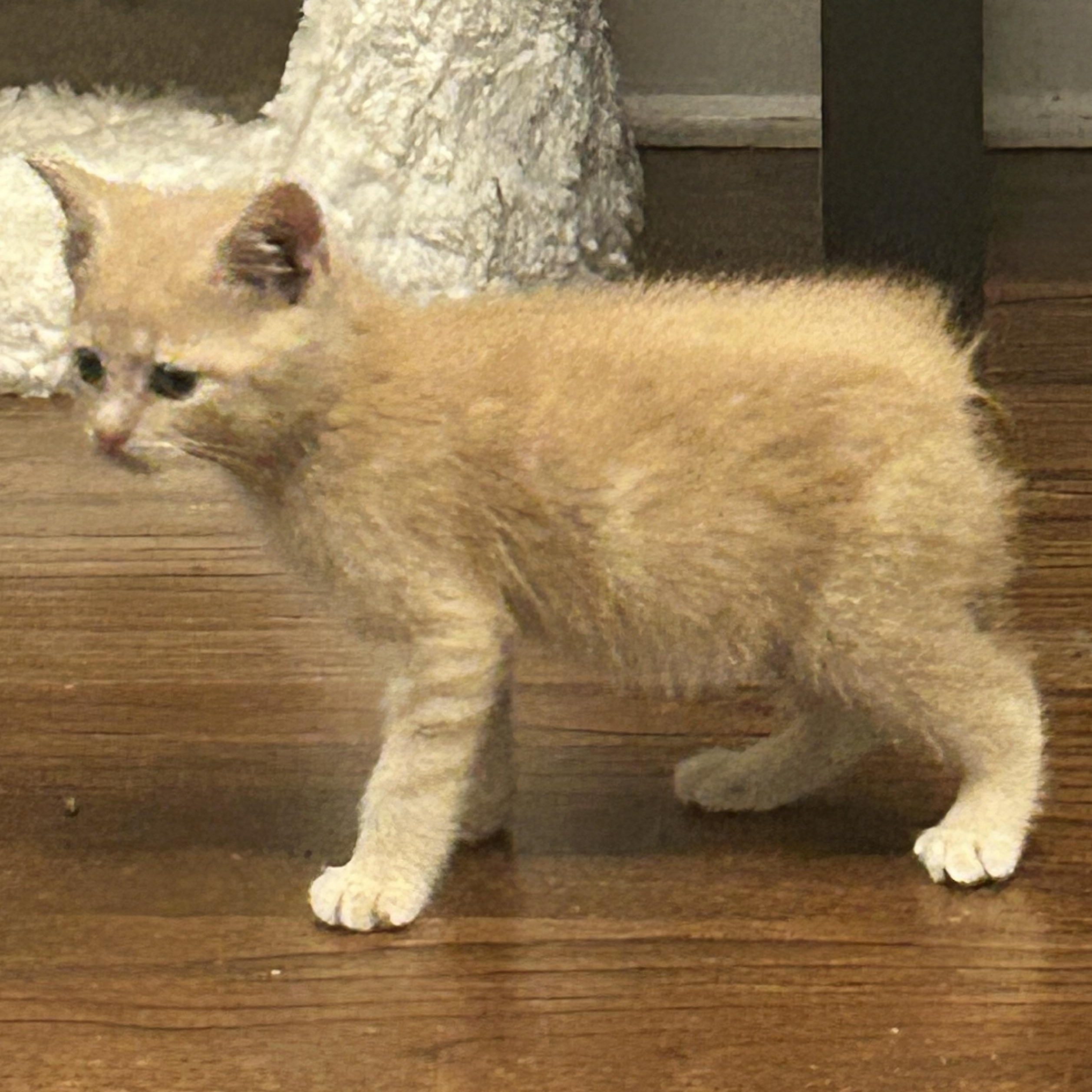 Enlarge Claude, a ADOPTABLE Manx in Lilburn, GA image 2/6