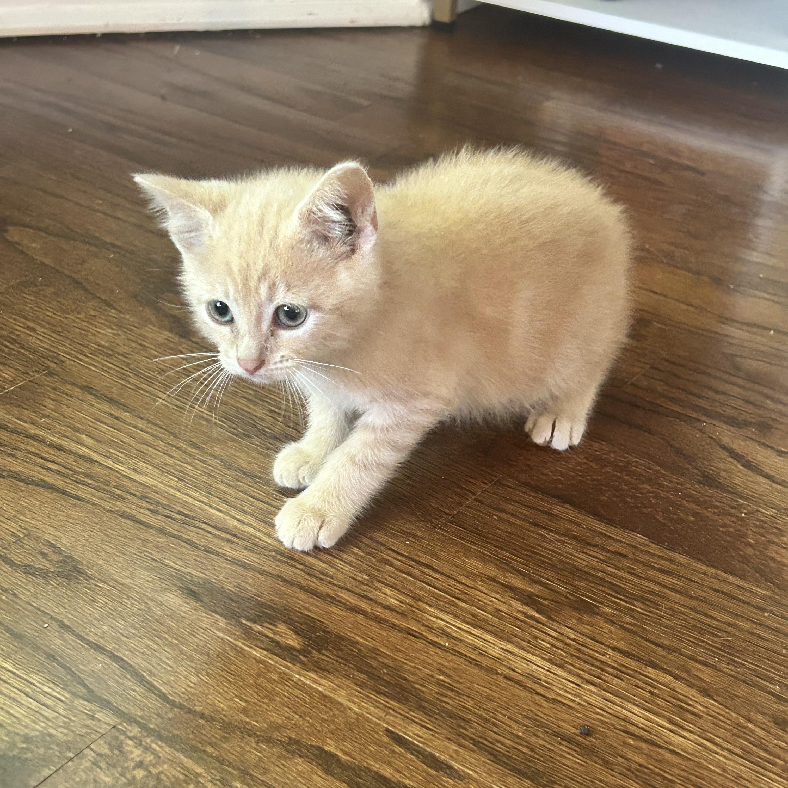 Enlarge Claude, a ADOPTABLE Manx in Lilburn, GA image 5/6