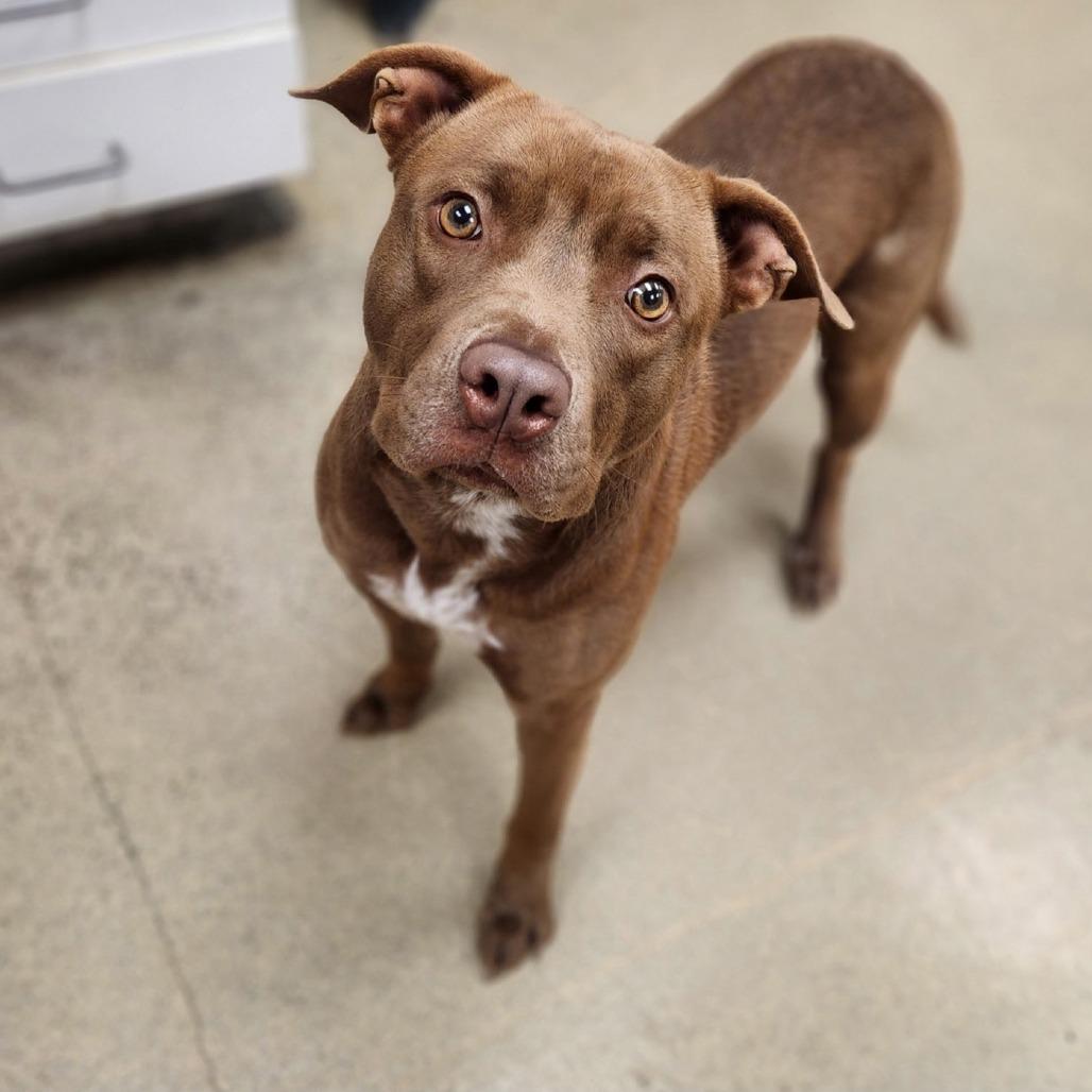 Enlarge Meil, a ADOPTABLE mixed breed in Kansas City, KS image 1/1