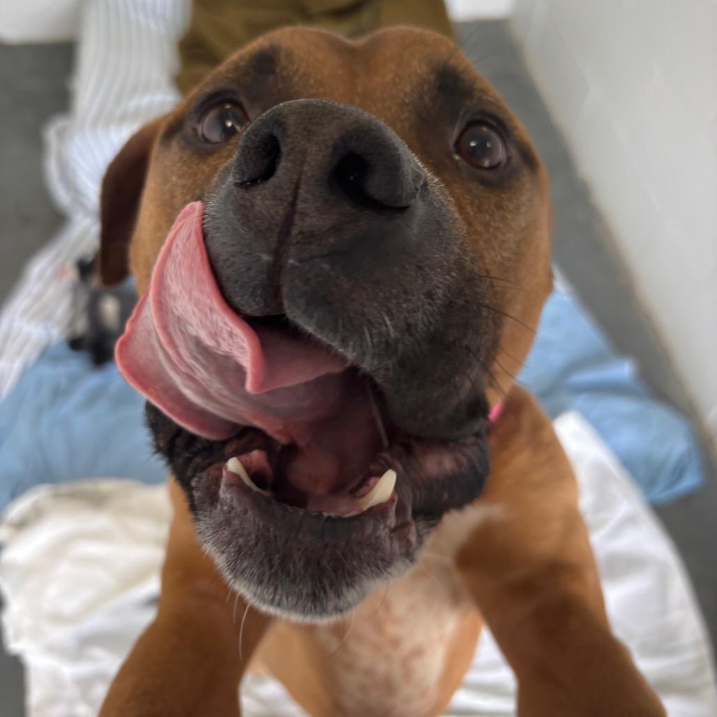 Beanstalk, Adoptable, Adult Male Mixed Breed.