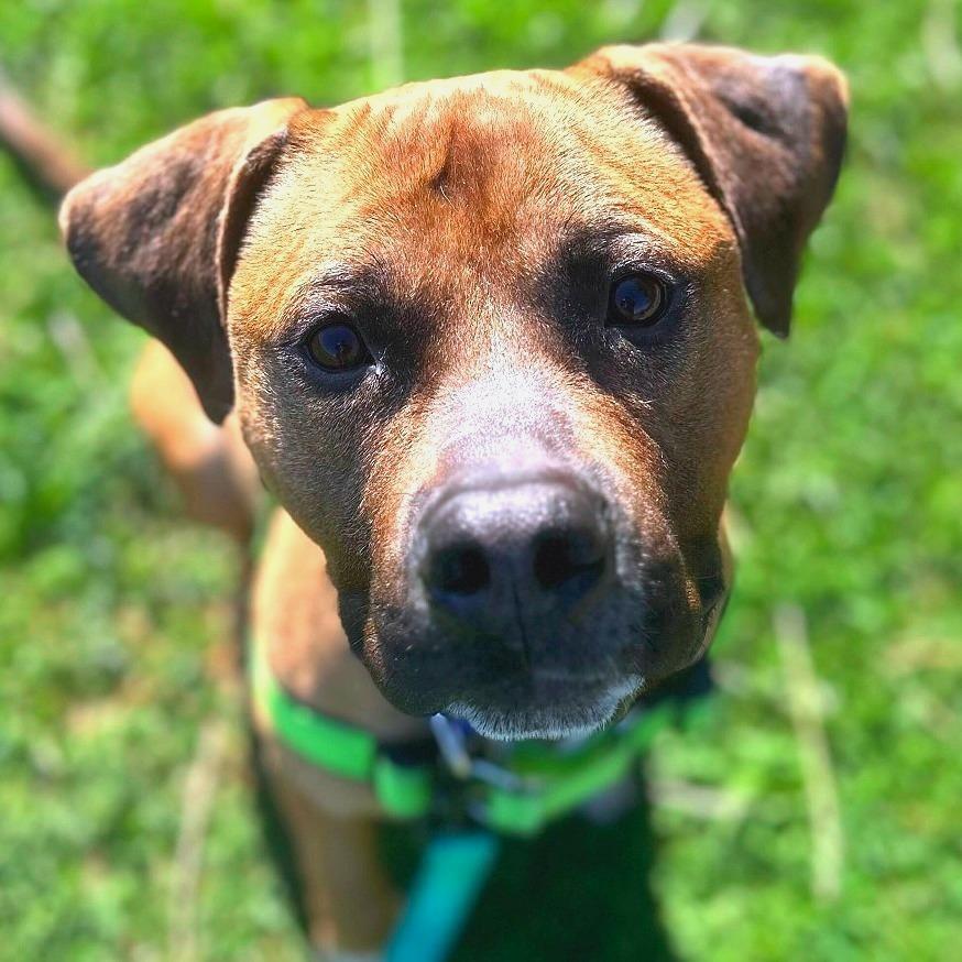 Enlarge Beanstalk, a Adoptable Mixed Breed in Dover, NH image 2/6