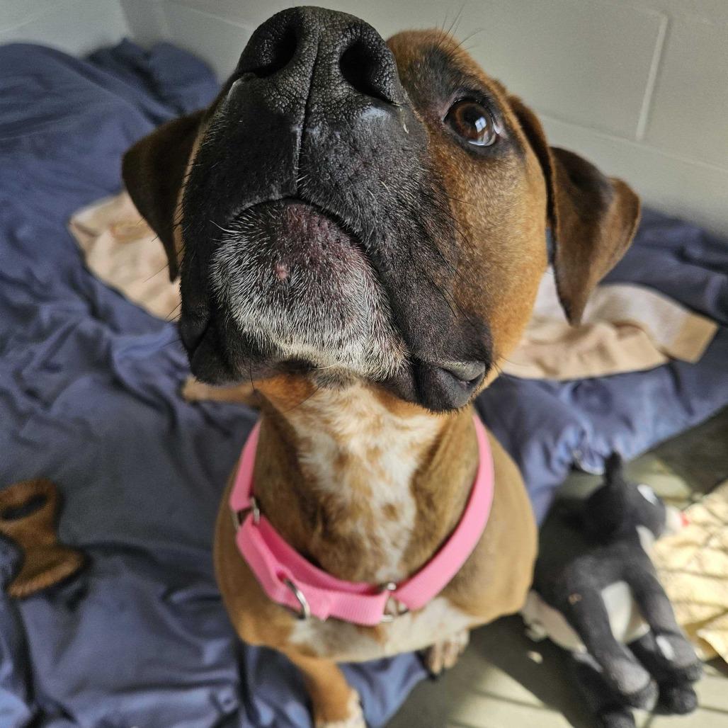 Enlarge Beanstalk, a Adoptable Mixed Breed in Dover, NH image 3/6