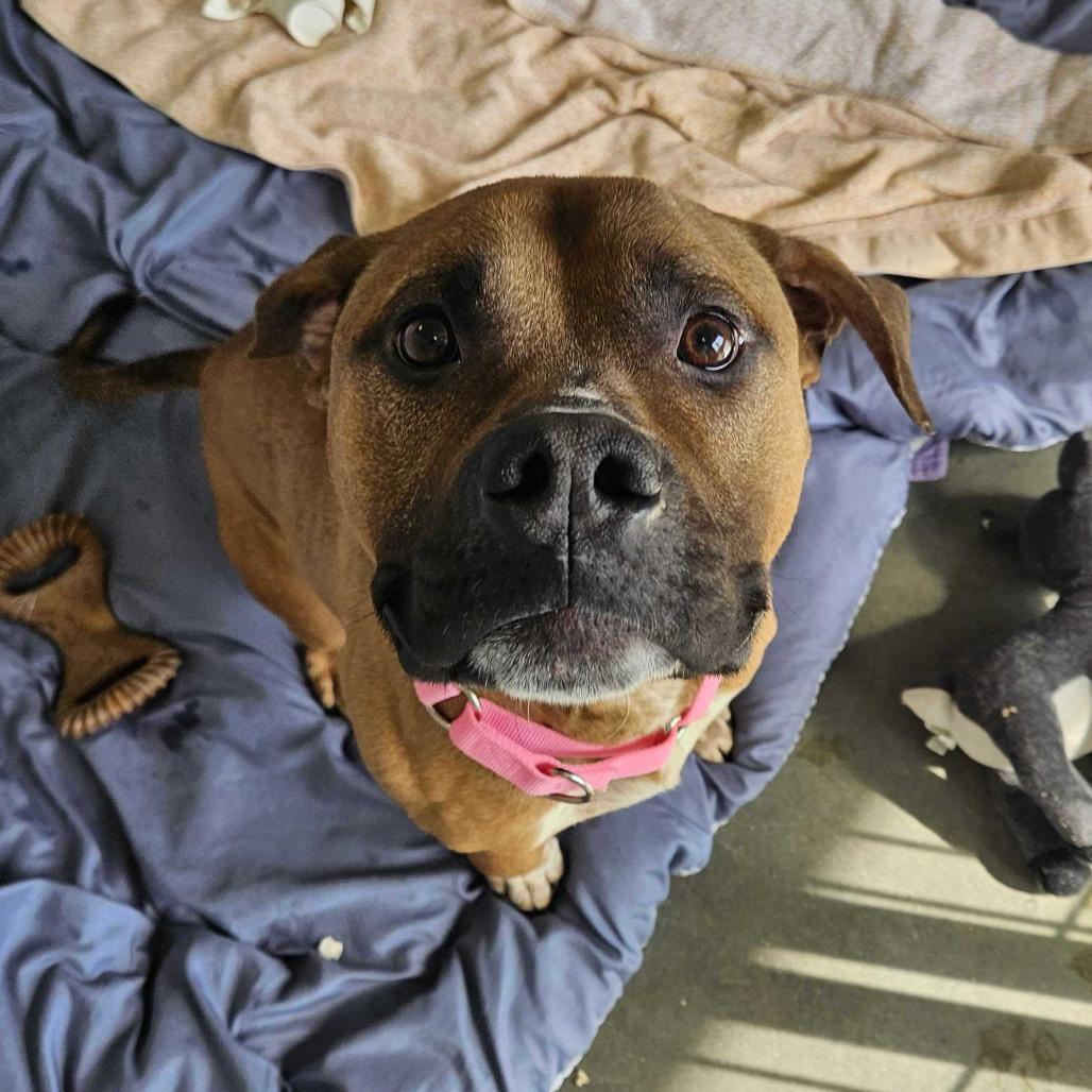 Enlarge Beanstalk, a Adoptable Mixed Breed in Dover, NH image 4/6