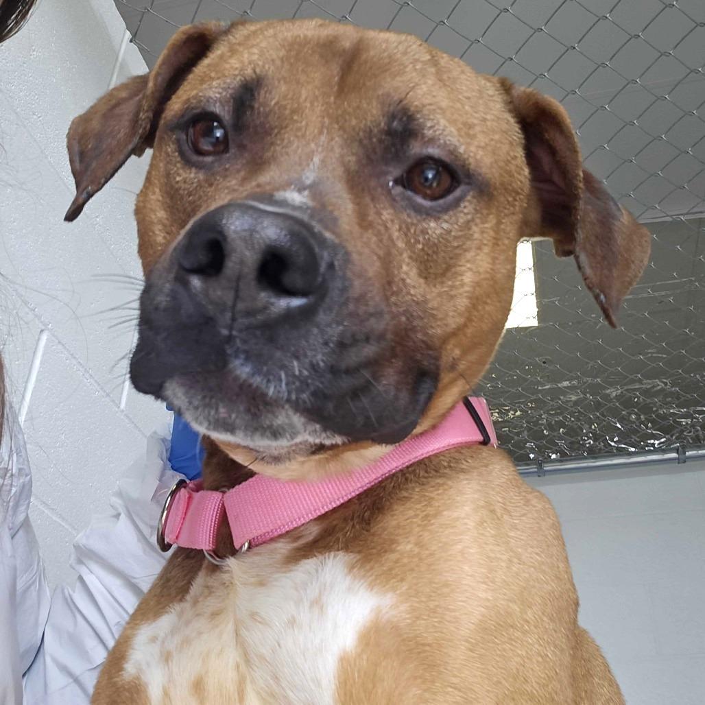 Enlarge Beanstalk, a Adoptable Mixed Breed in Dover, NH image 5/6