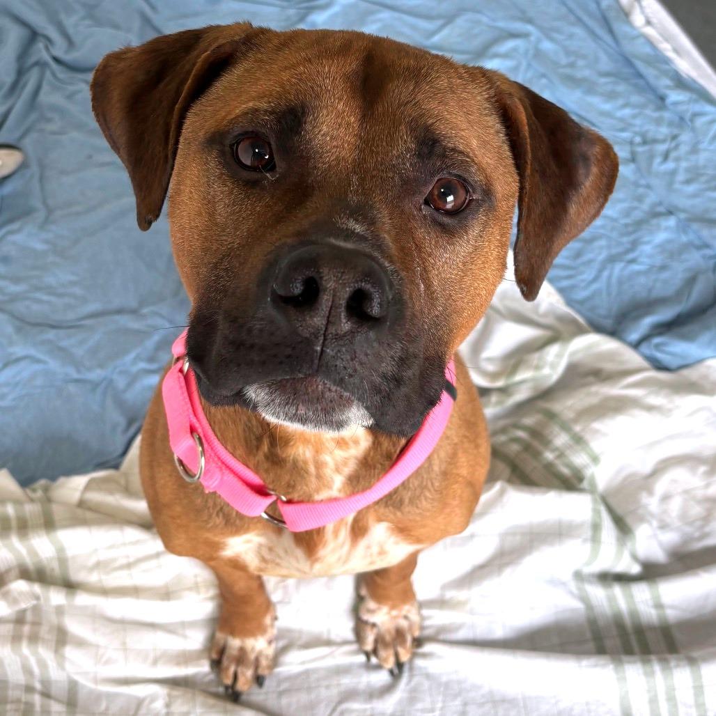 Enlarge Beanstalk, a Adoptable Mixed Breed in Dover, NH image 6/6