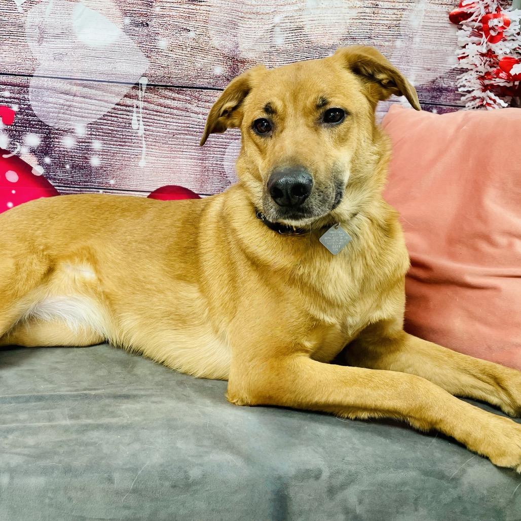 Enlarge Kiko, a Adoptable Shepherd in Lebanon, MO image 2/4